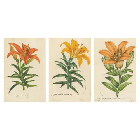 Exquisite Hand-Colored Lily Prints: Botanical Study of Lilium Species from Japan