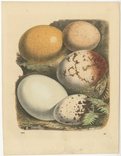 Exquisite handkolorierte Lithografien von Eiern aus Das Buch der Welt (1847)