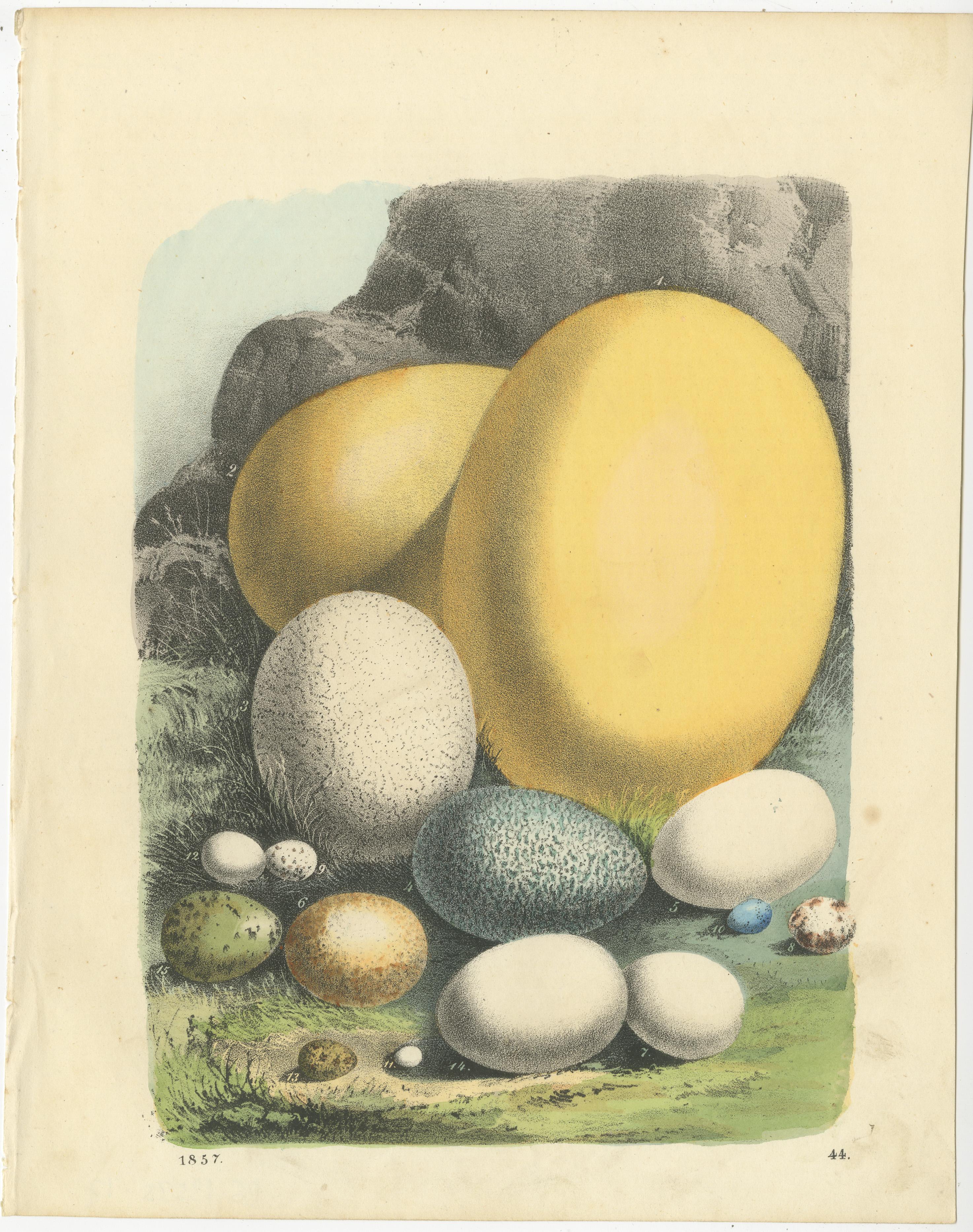 Exquisite Hand-Colored Lithographs of Eggs from Das Buch der Welt (1847) In Good Condition For Sale In Langweer, NL