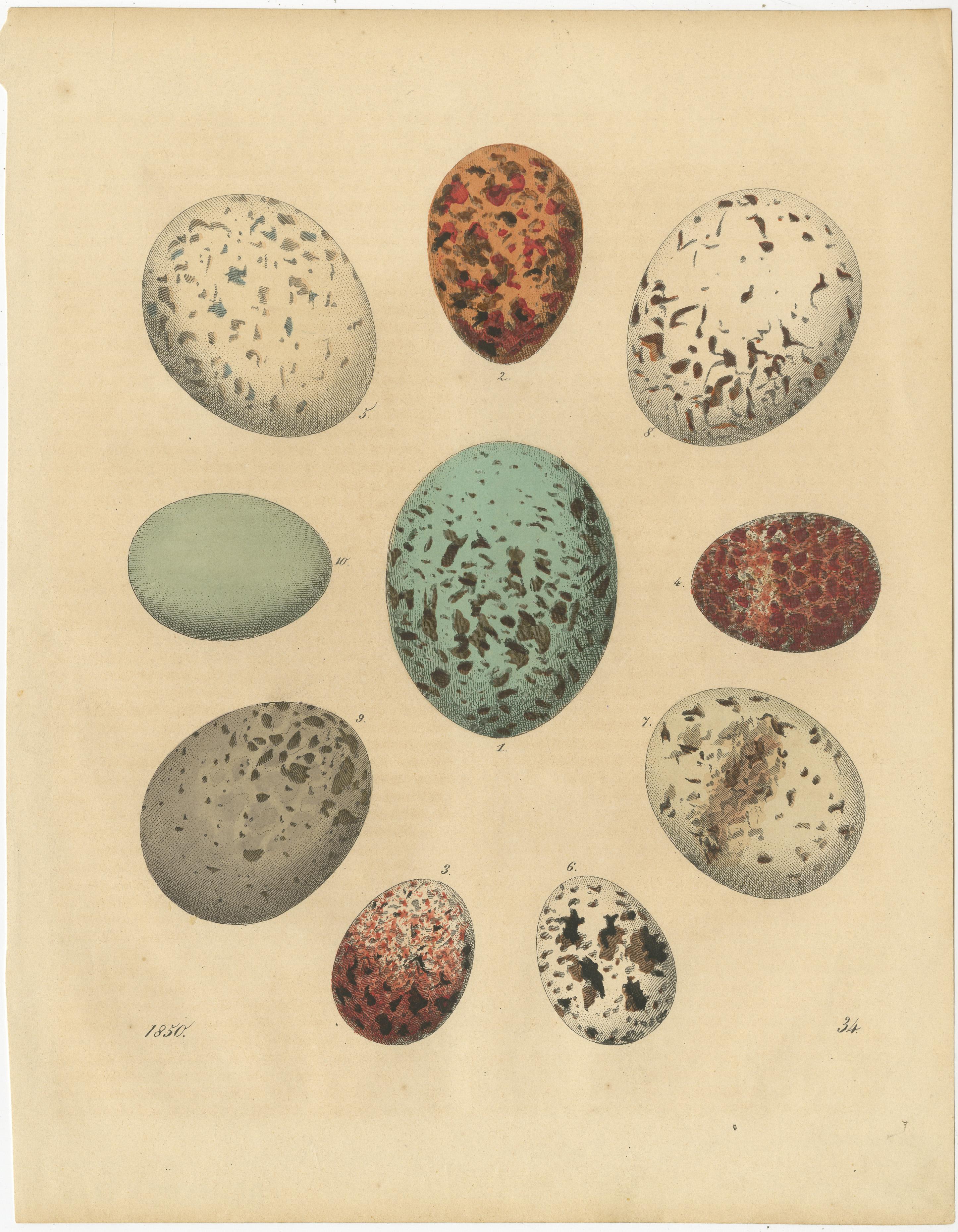 Mid-19th Century Exquisite Hand-Colored Lithographs of Eggs from Das Buch der Welt (1847) For Sale
