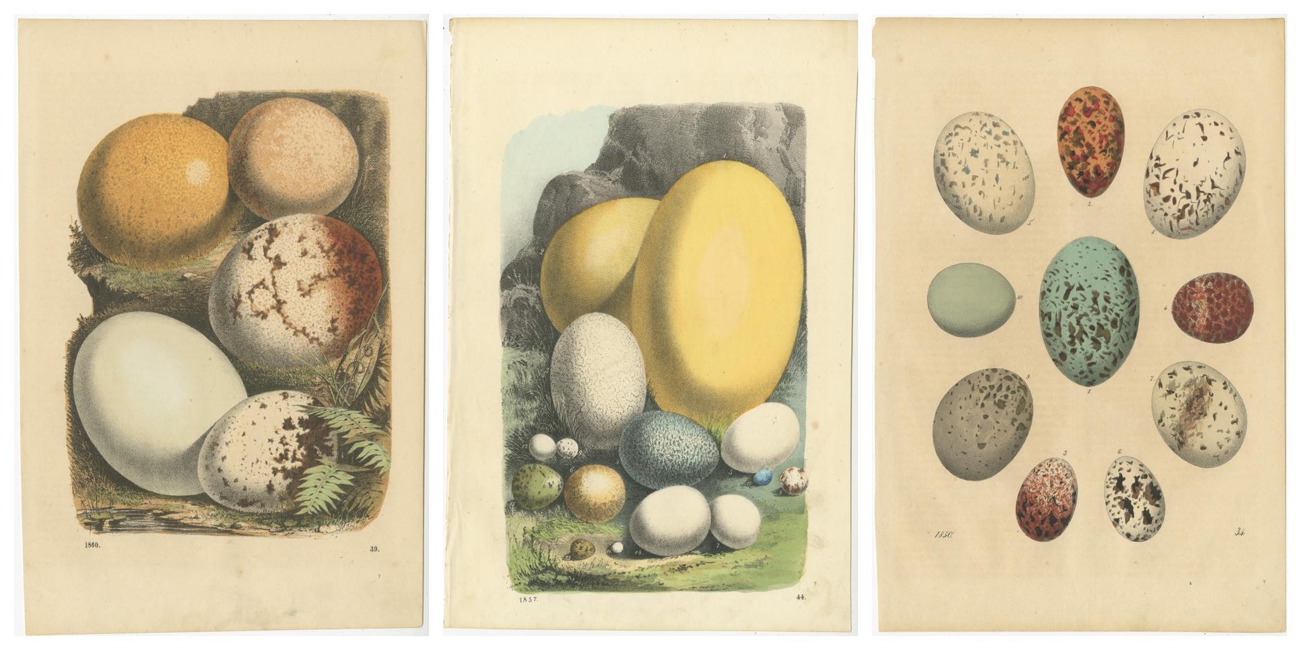 Paper Exquisite Hand-Colored Lithographs of Eggs from Das Buch der Welt (1847) For Sale