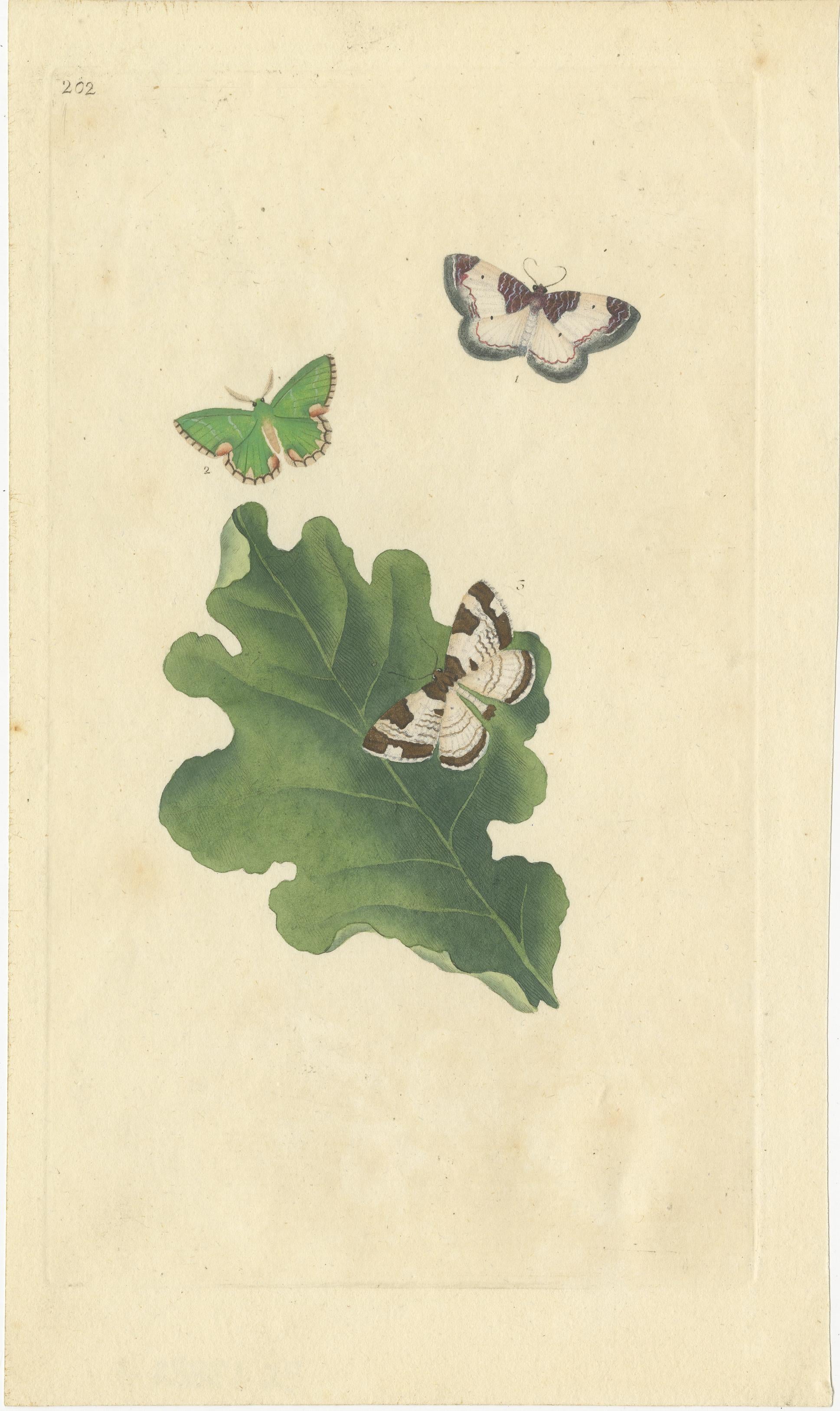 Antike Illustrationen bunter Insekten: Handkolorierte Stiche aus dem 18. und 19. Jahrhundert

Dieses exquisite Paar antiker Drucke zeigt lebendige Darstellungen farbenfroher Insekten, die die Kunstfertigkeit und Präzision der naturkundlichen