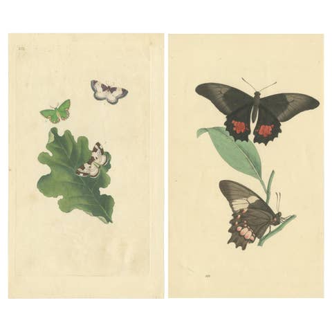 Exquisite Hand-Coloured Butterfly Prints of the 18th and 19th-Century