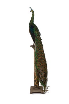Exquisite Java Peacock Taxidermy: A Majestic Display of Rarity and Elegance