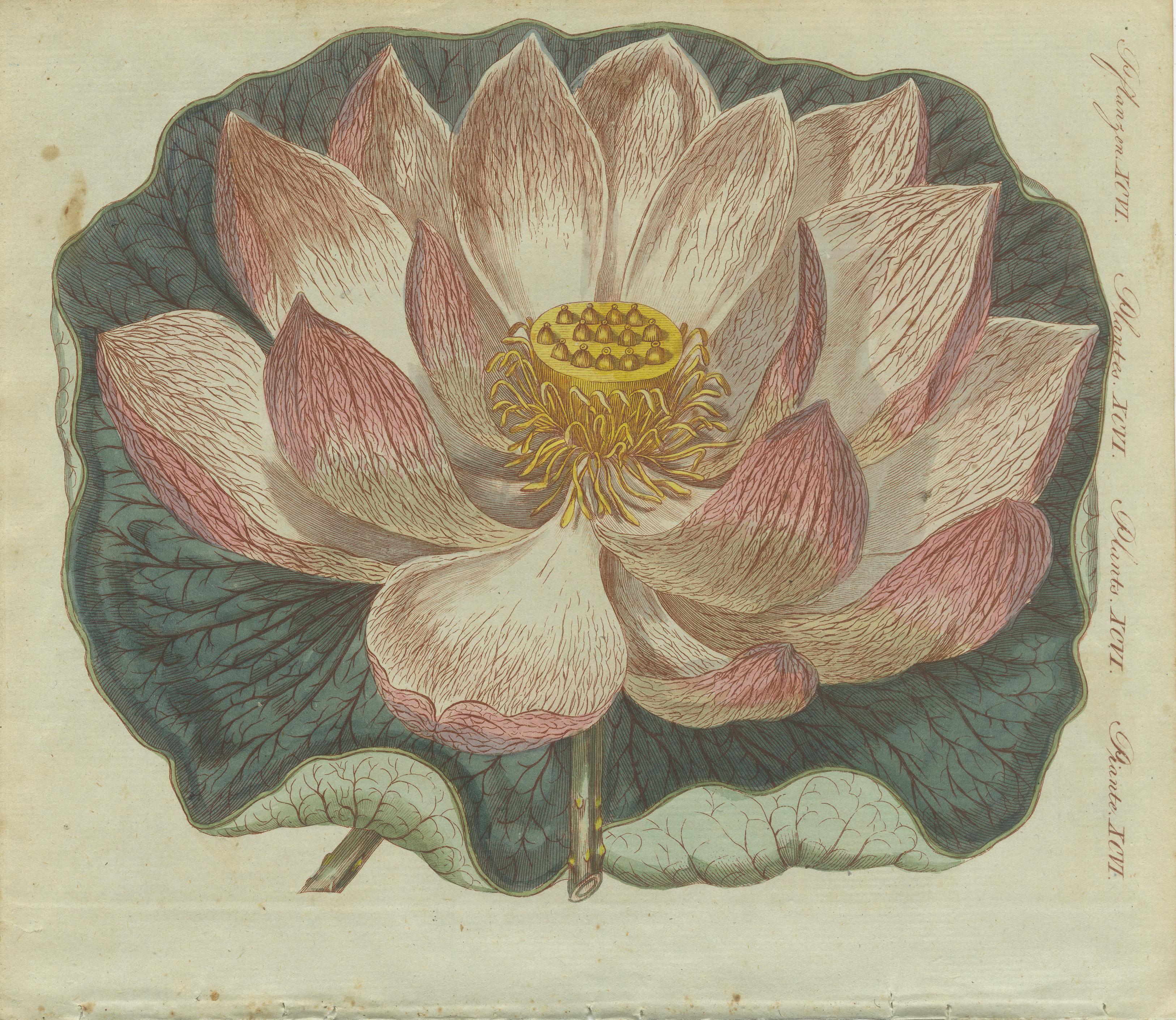 Title: Exquisite Lotus Blossom: Hand-Colored Copperplate Engraving from Bertuch's 