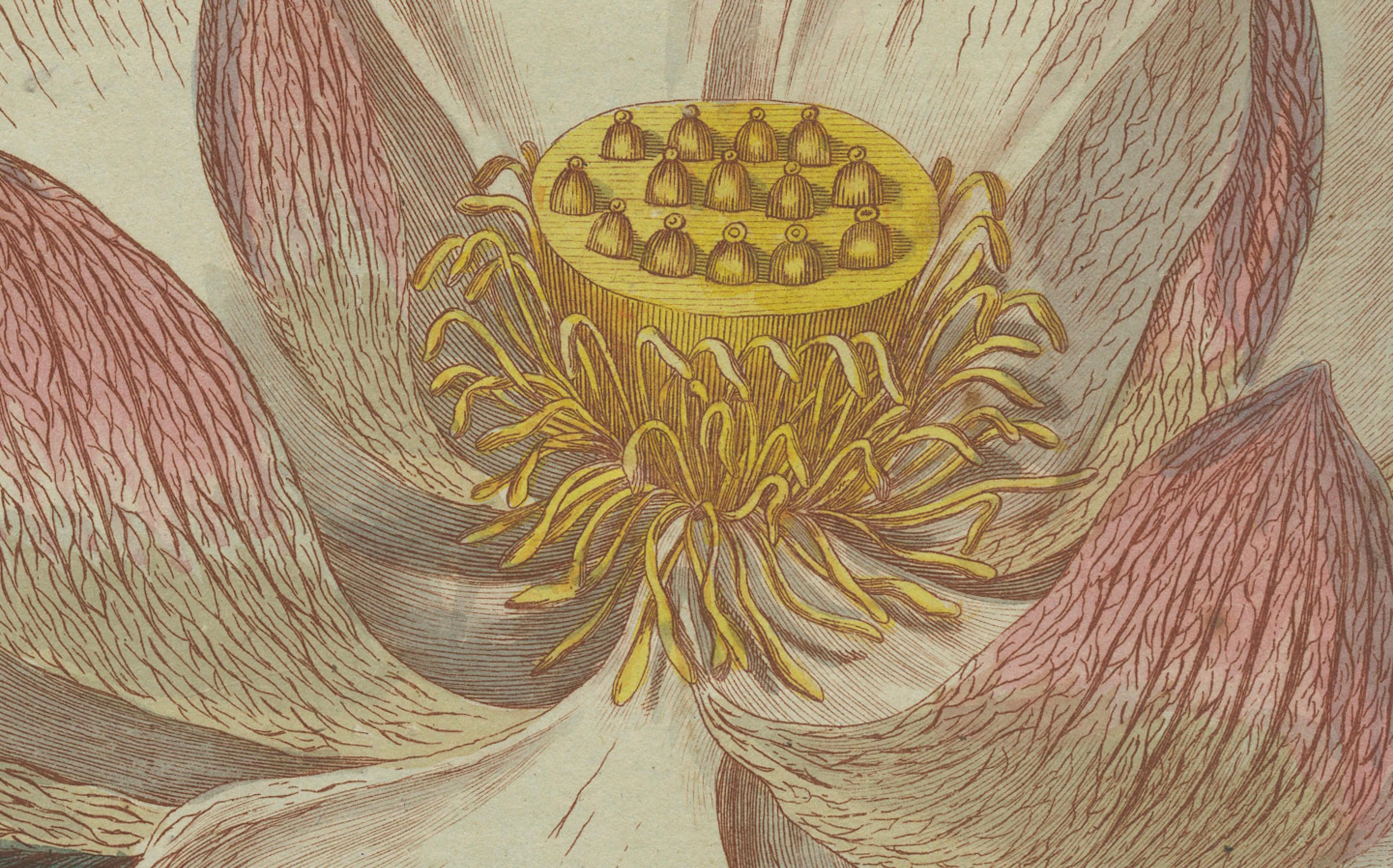 Engraved Exquisite Lotus Blossom: Hand-Colored Copperplate Engraving, 1805