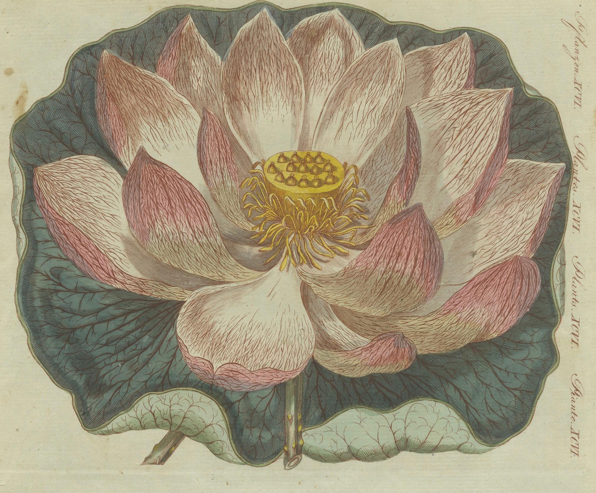 Exquisite Lotus Blossom: Hand-Colored Copperplate Engraving, 1805 In Good Condition In Langweer, NL