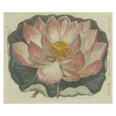 Exquisite Lotus Blossom: Hand-Colored Copperplate Engraving, 1805