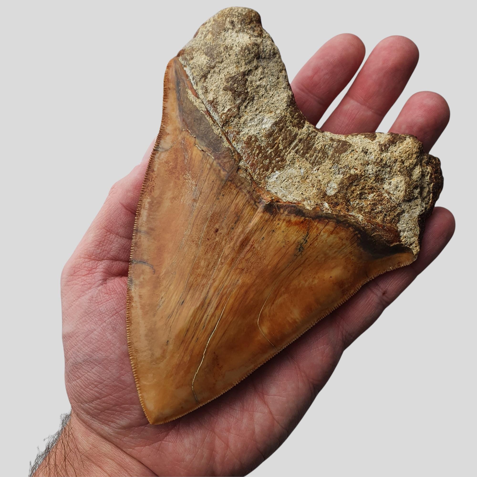 Very beautiful and robust Otodus MEGALODON tooth from the Miocene of Southeastern Asia.
  