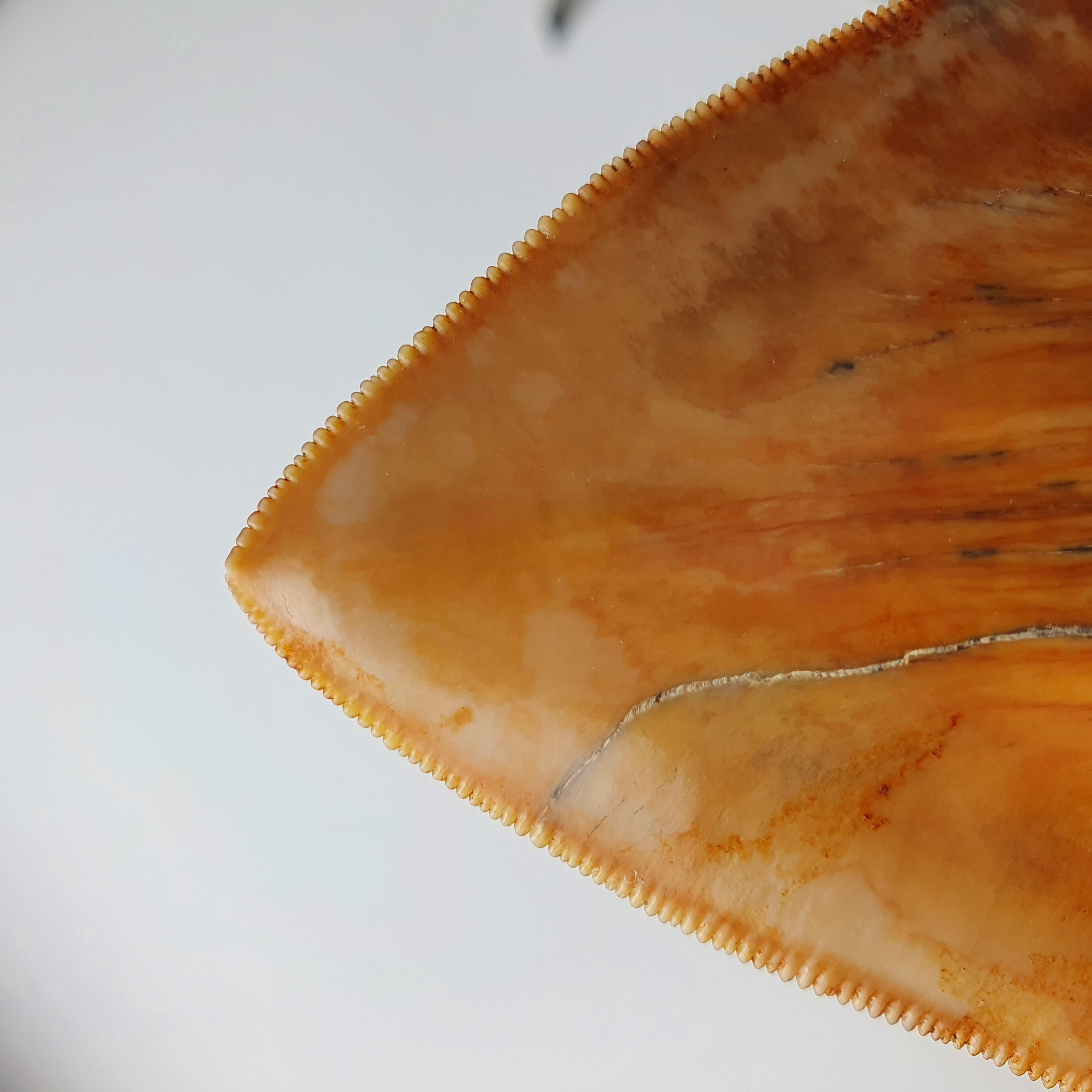 megalodon tooth for sale