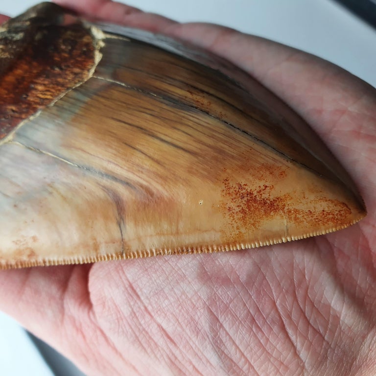 Exquisite Megalodon Fossil Shark Tooth For Sale at 1stDibs | megalodon