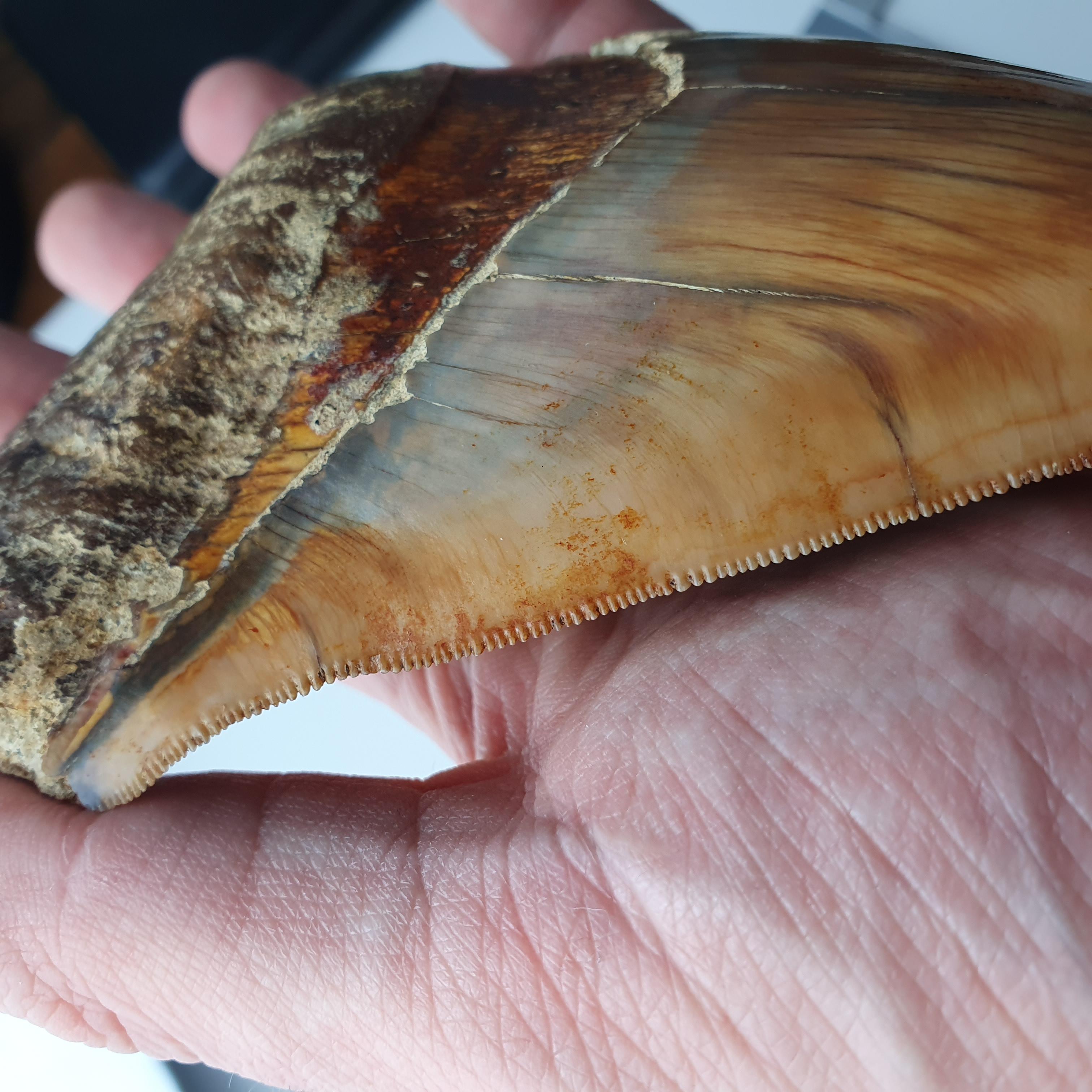 Asian Exquisite Megalodon Fossil Shark Tooth For Sale