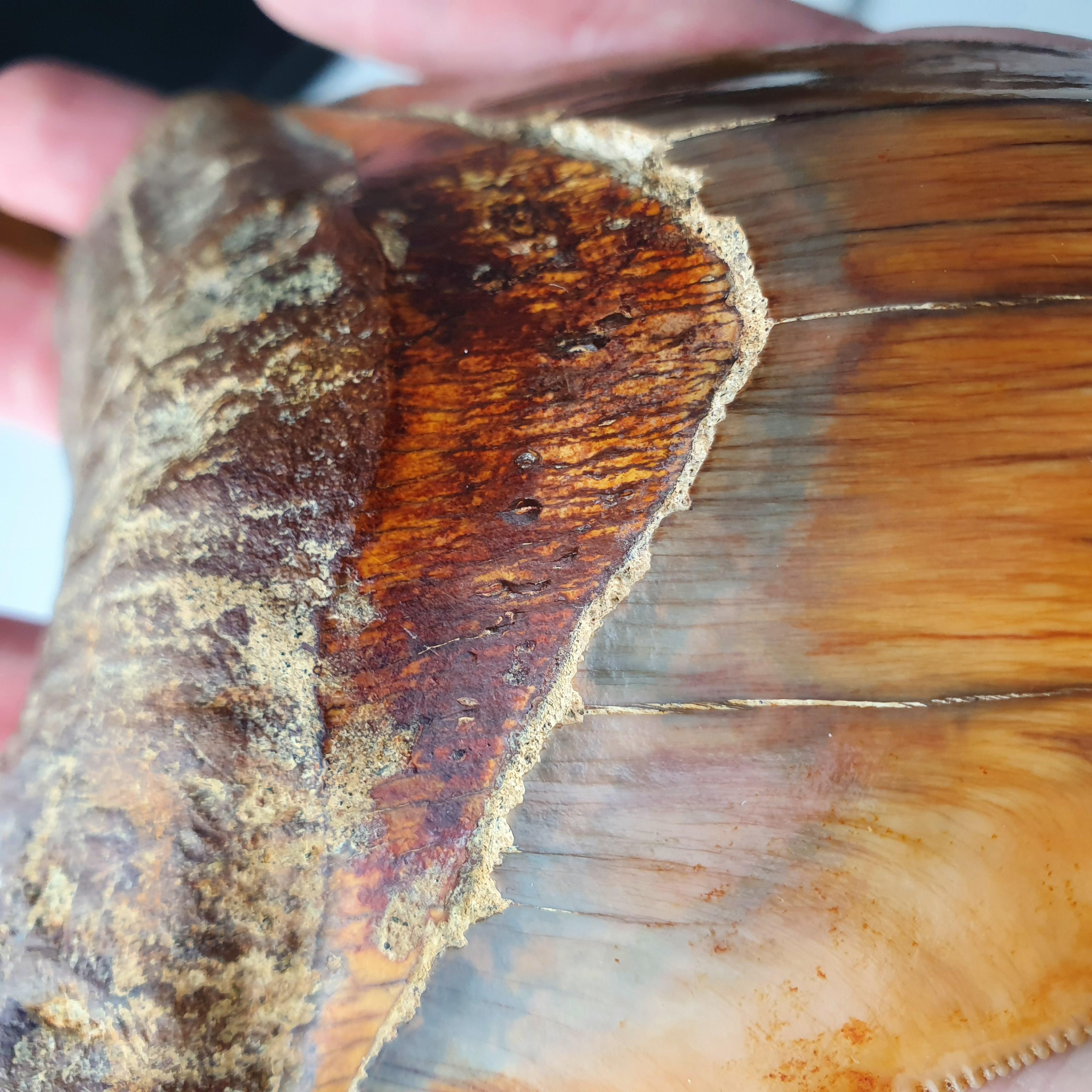 Exquisite Megalodon Fossil Shark Tooth In Excellent Condition For Sale In WEYERSHEIM, FR