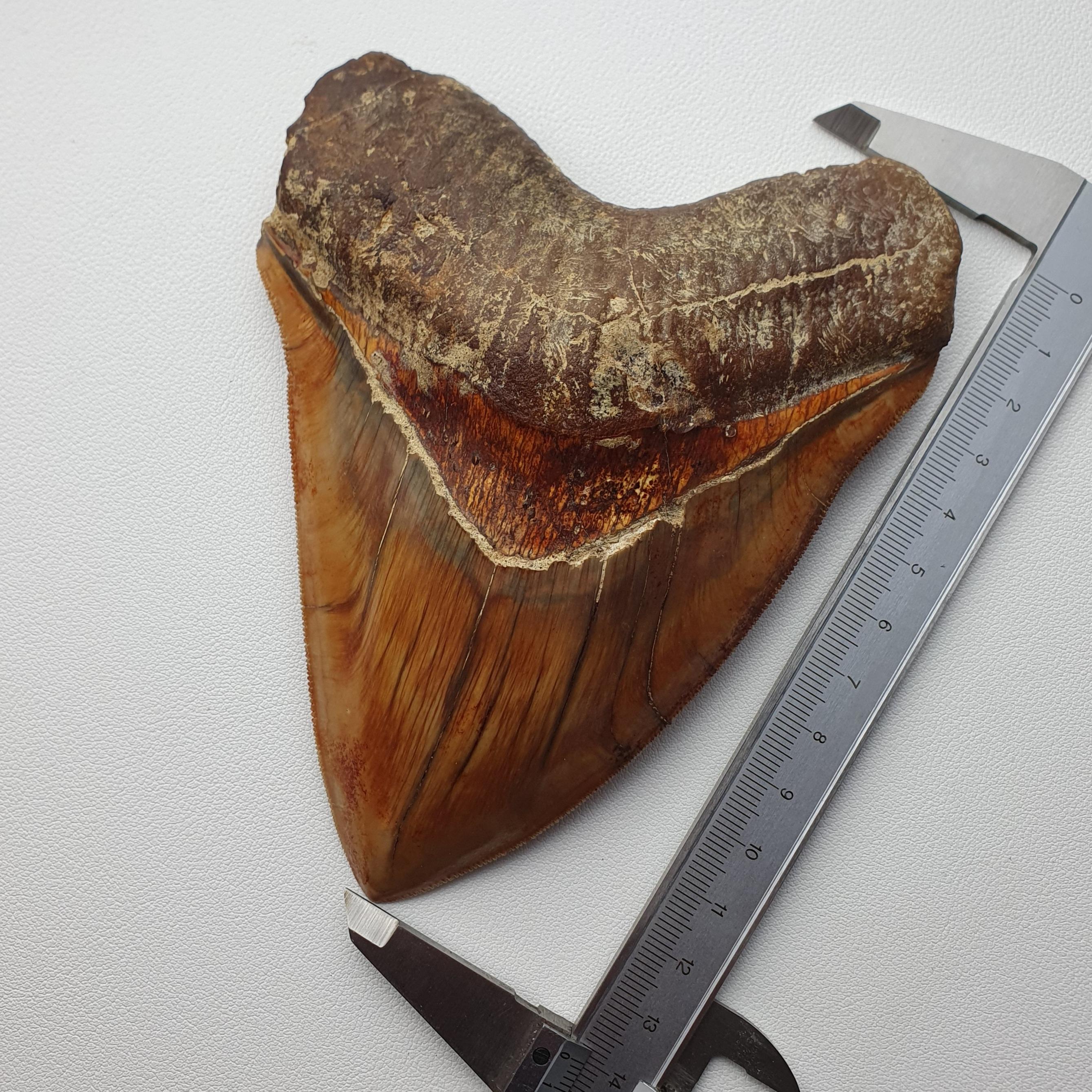 18th Century and Earlier Exquisite Megalodon Fossil Shark Tooth For Sale