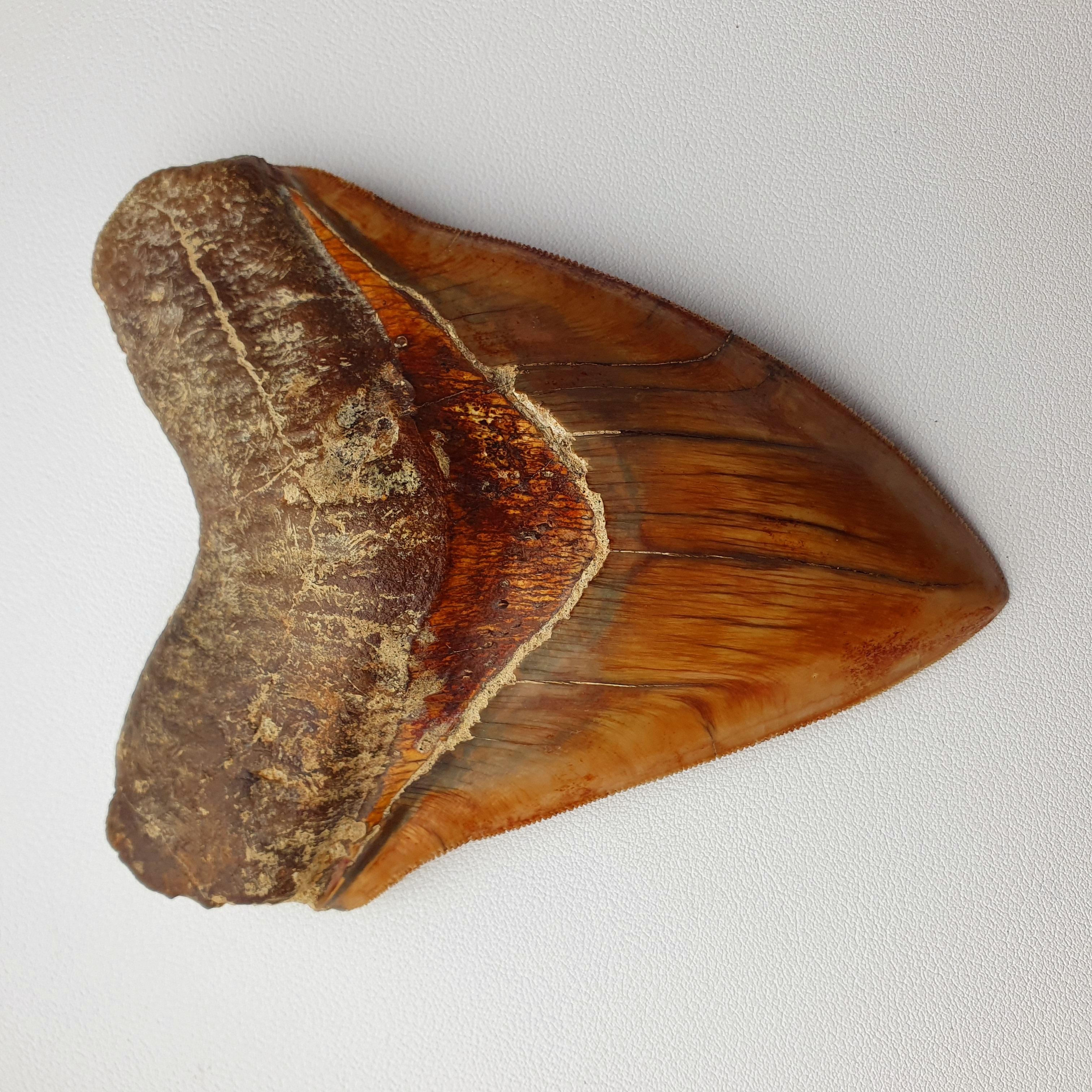 Stone Exquisite Megalodon Fossil Shark Tooth For Sale