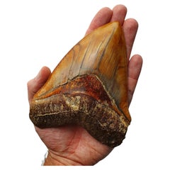 Exquisite Megalodon Fossil Shark Tooth
