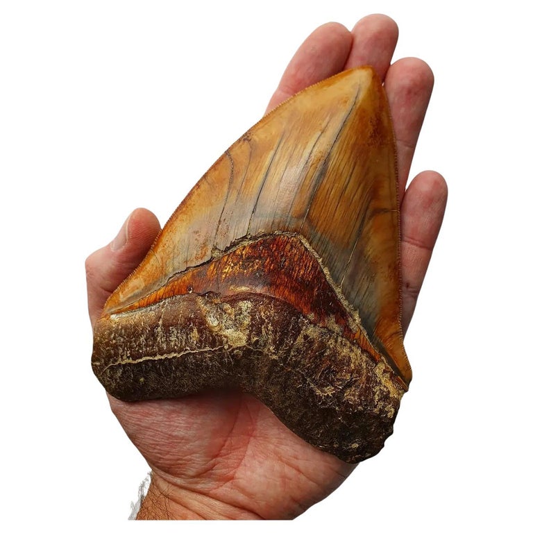 Exquisite Megalodon Fossil Shark Tooth For Sale at 1stDibs | megalodon