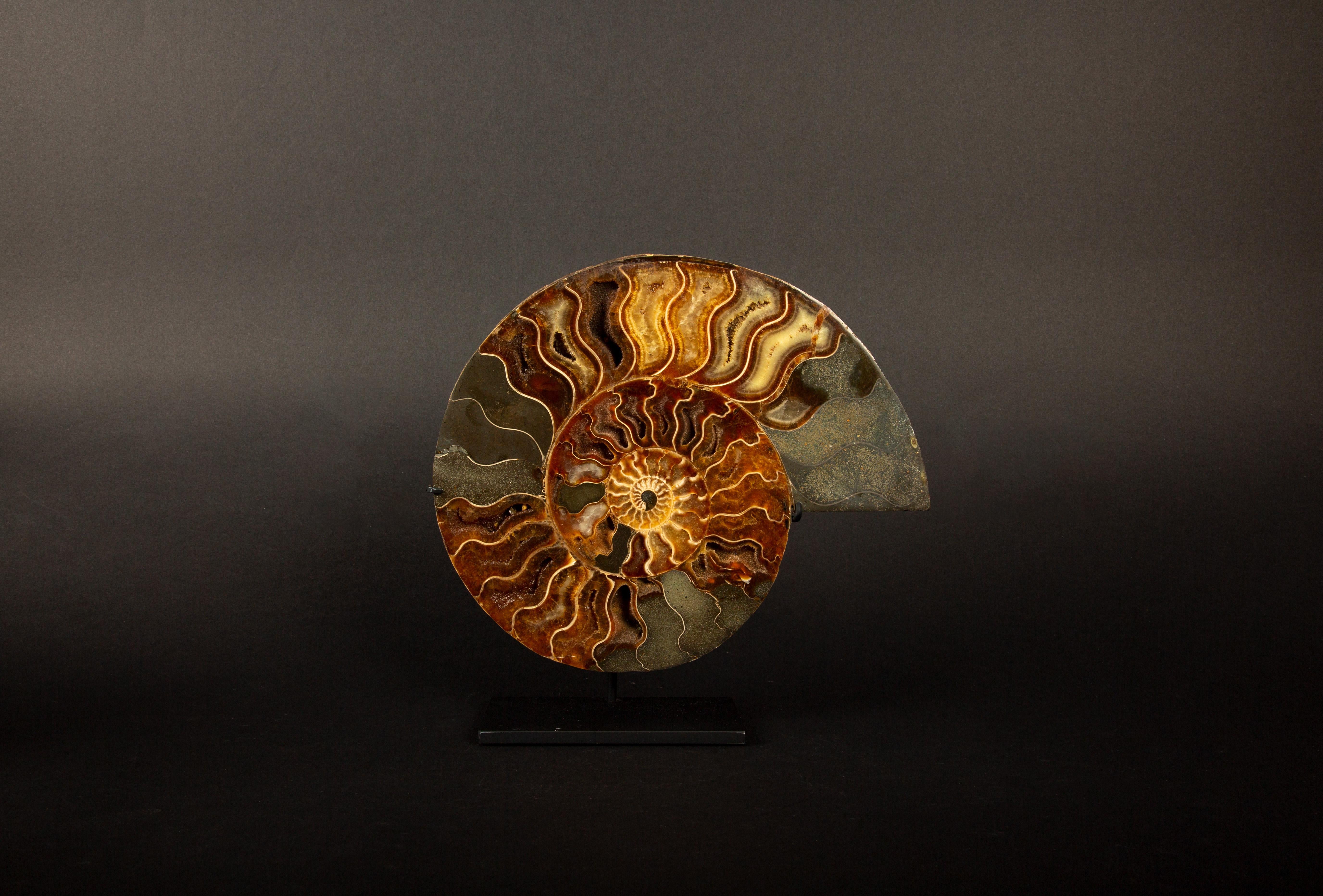 Exquisita Pareja de Ammonites Fosilizados de Madagascar de 9