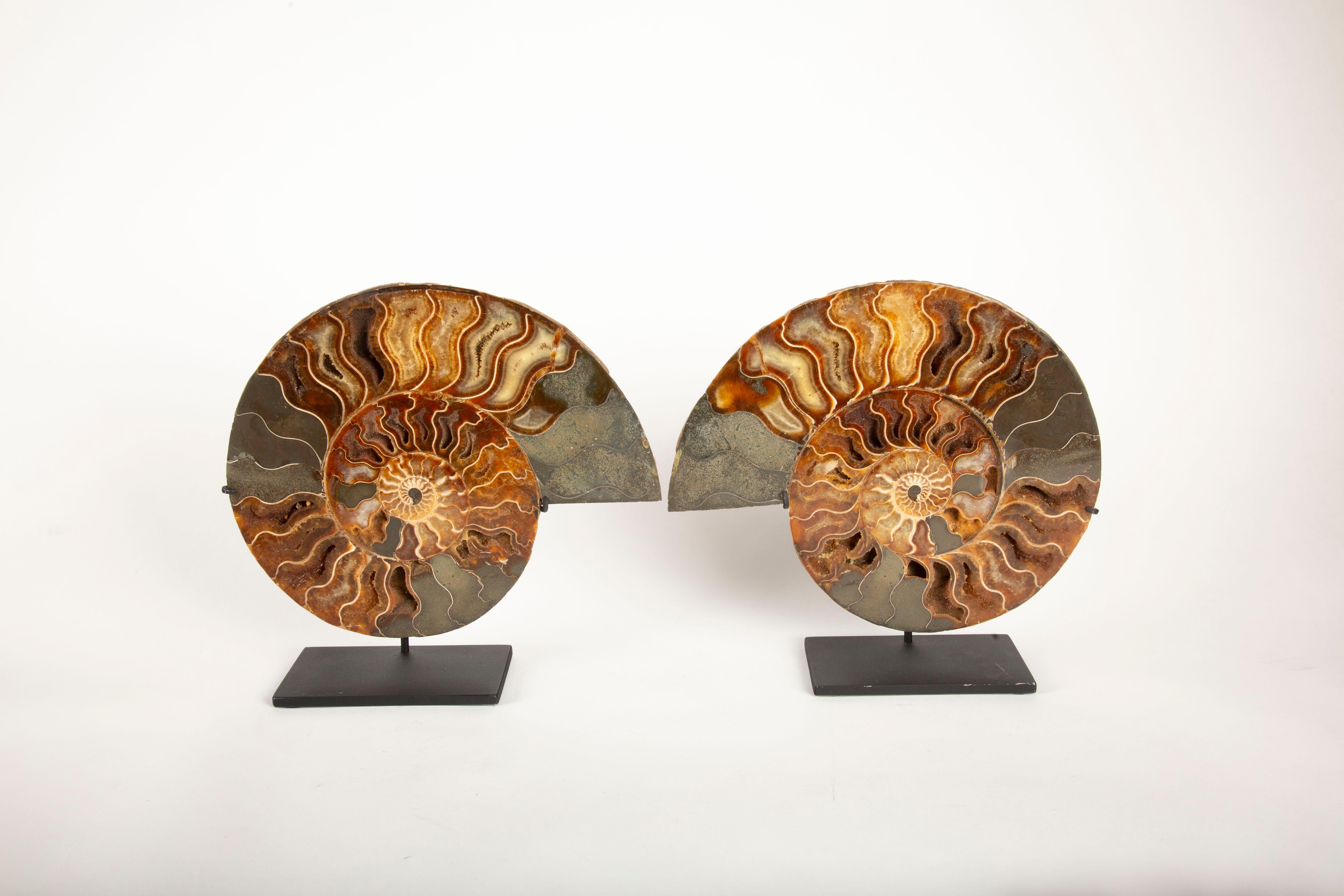 Este sorprendente par de ammonites fosilizados, extraídos meticulosamente de los ricos yacimientos de Madagascar, han sido divididos y pulidos por expertos para revelar la intrincada estructura interna de estas antiguas criaturas marinas. Los cortes