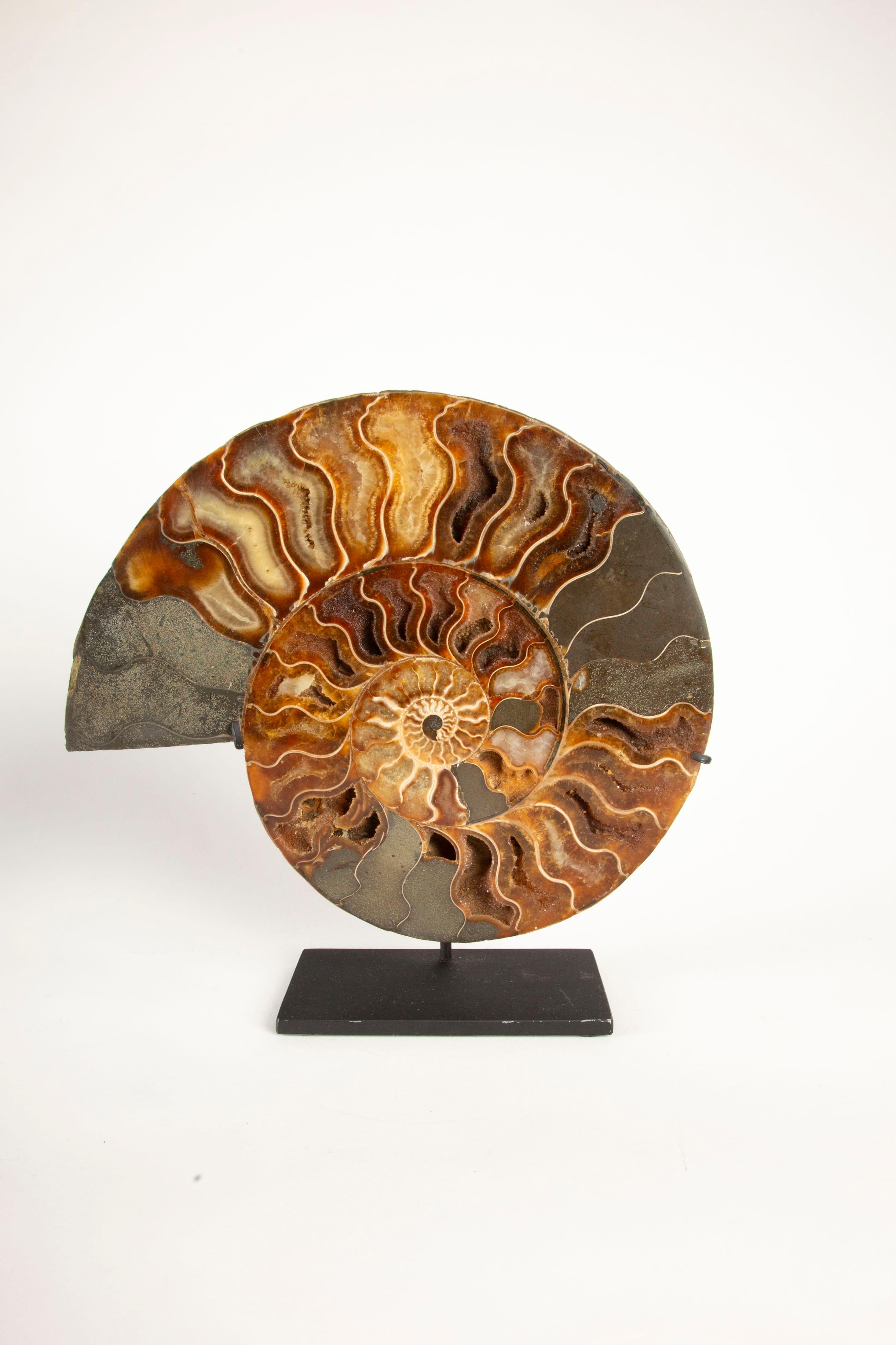 Exquisita Pareja de Ammonites Fosilizados de Madagascar de 9