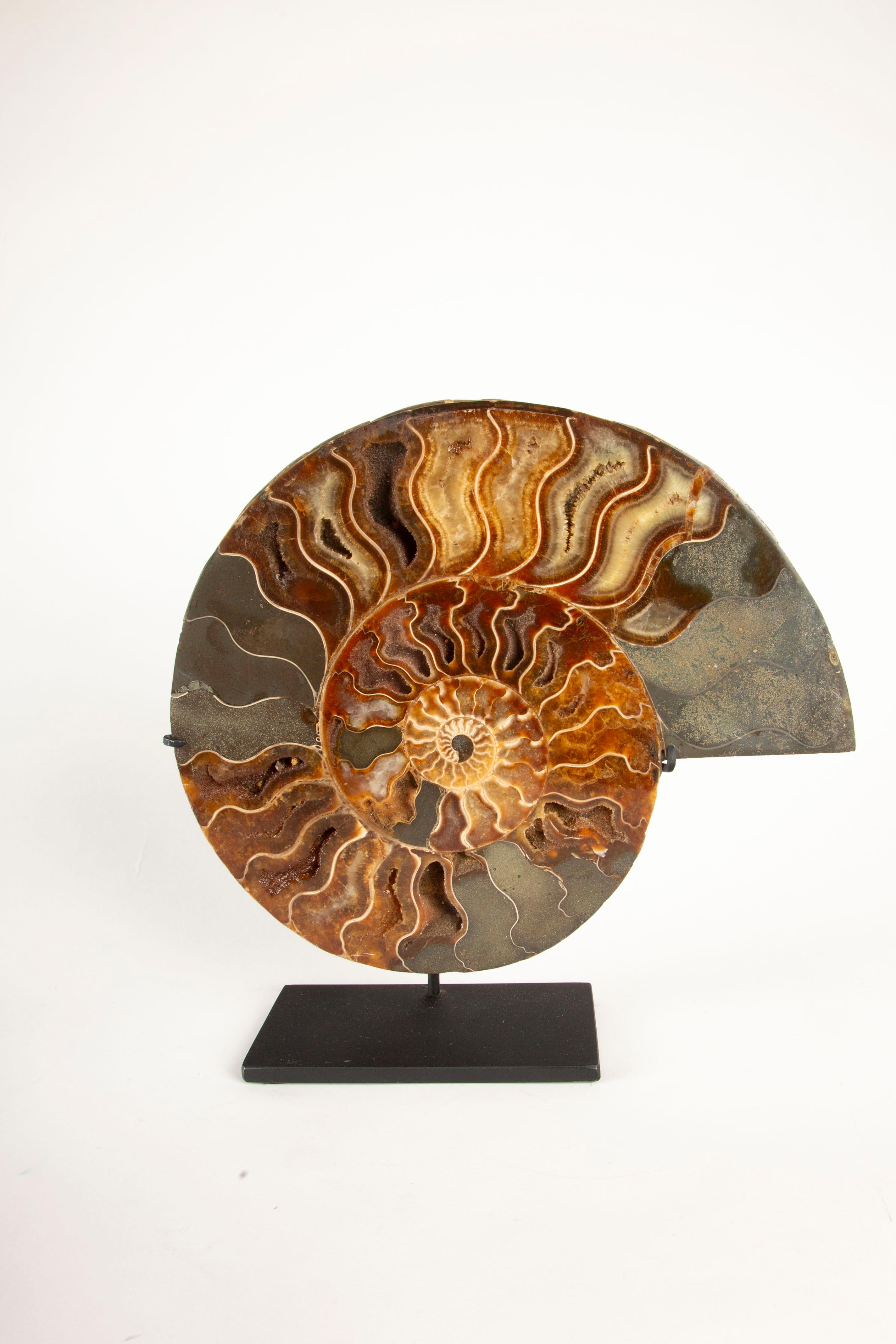 Exquisita Pareja de Ammonites Fosilizados de Madagascar de 9