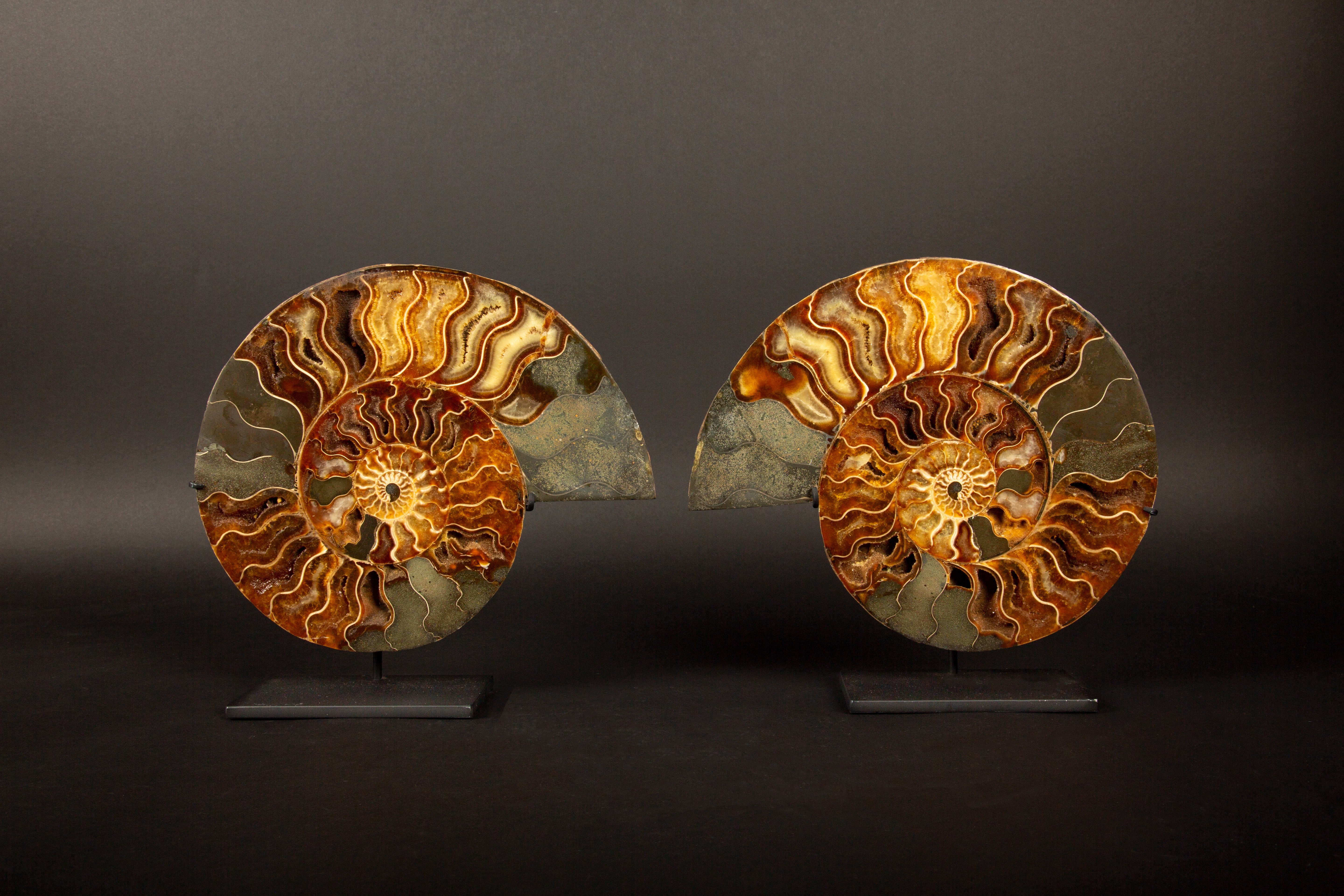 Exquisita Pareja de Ammonites Fosilizados de Madagascar de 9