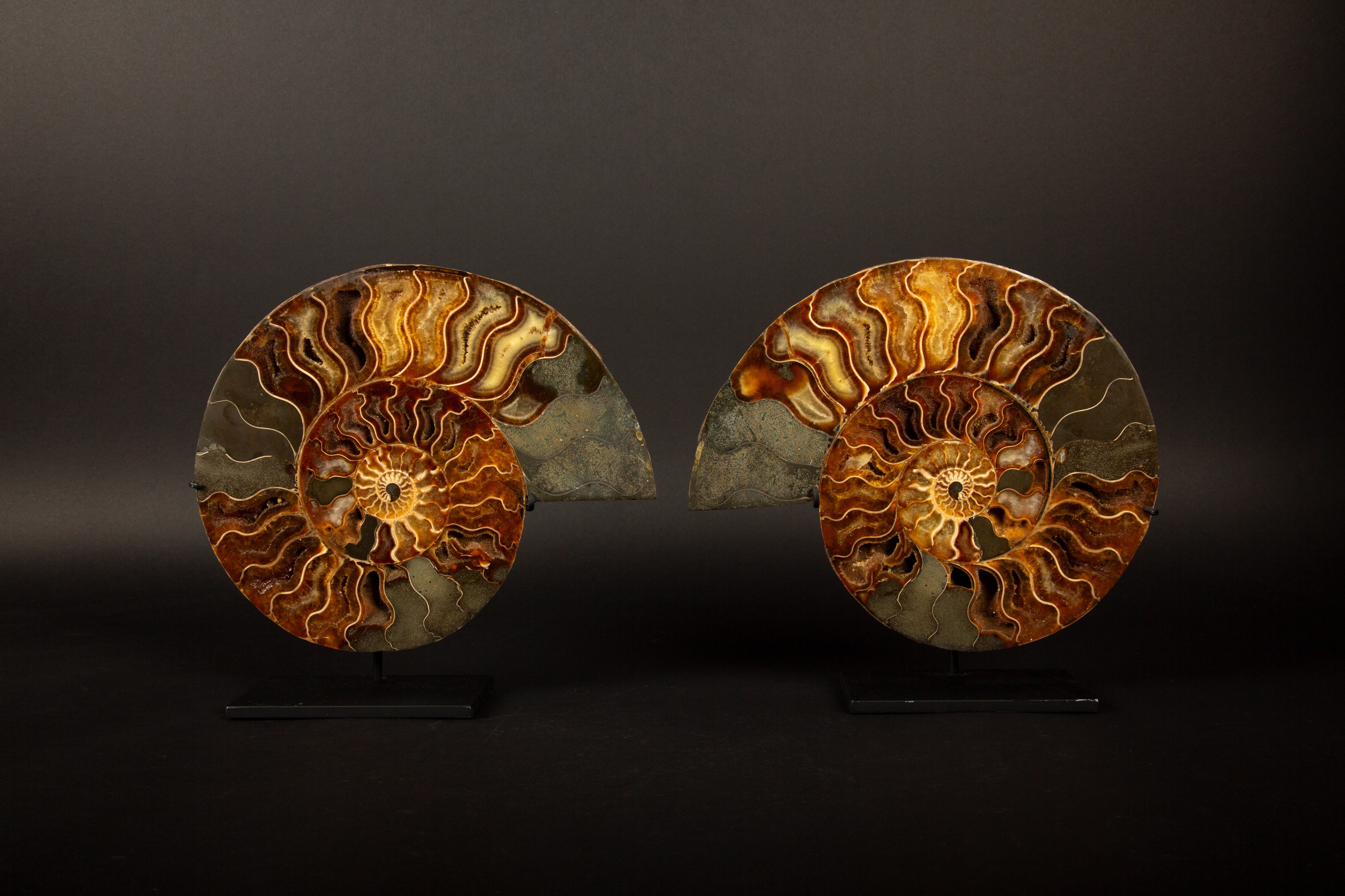 Exquisita Pareja de Ammonites Fosilizados de Madagascar de 9