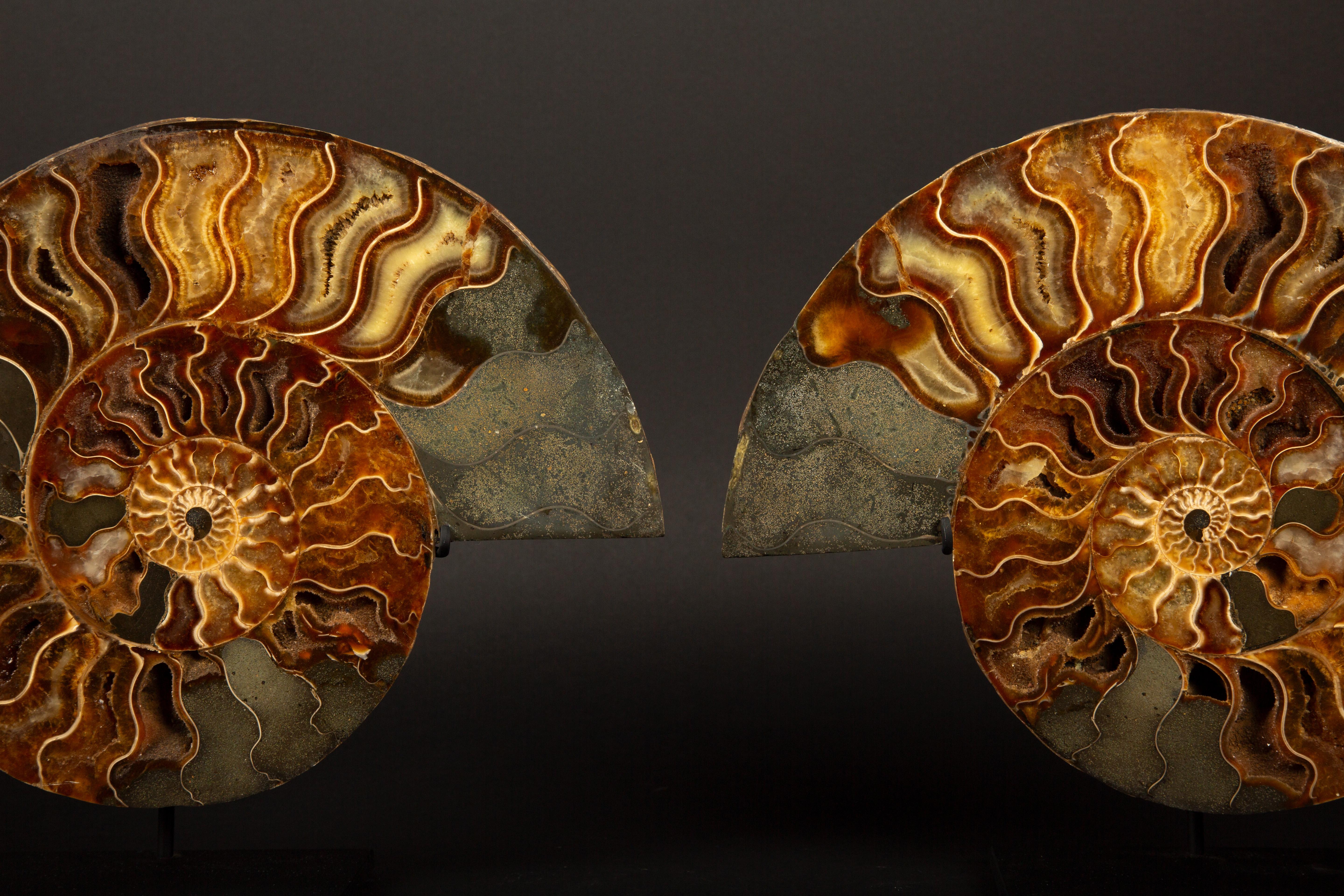 Exquisita Pareja de Ammonites Fosilizados de Madagascar de 9
