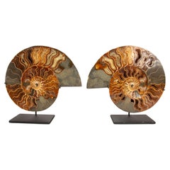Exquisita Pareja de Ammonites Fosilizados de Madagascar de 9" Montados