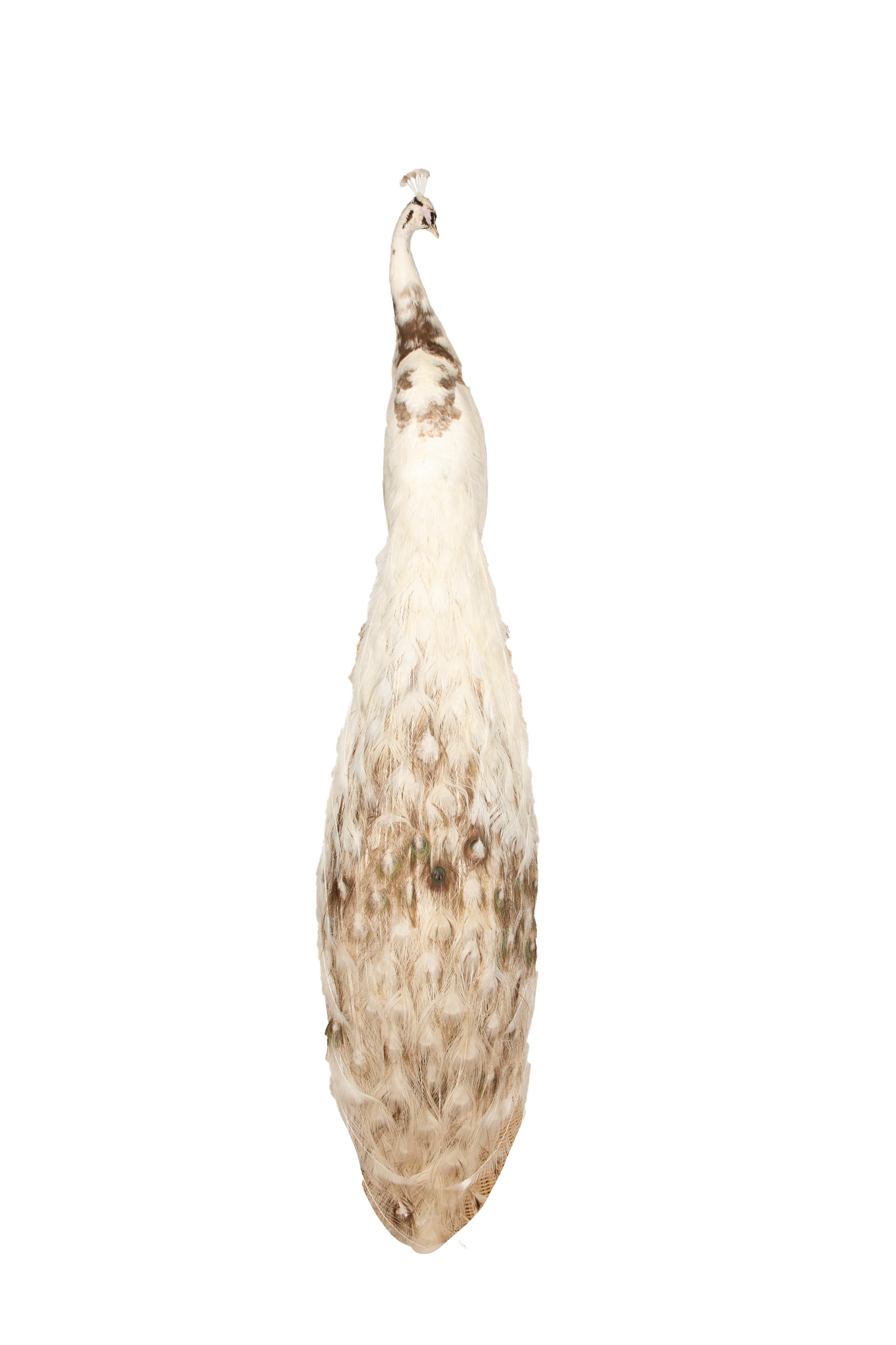 Este llamativo ejemplar de taxidermia presenta un pavo real montado sobre una elegante base ovalada de madera. El asombroso plumaje del pavo real está capturado con todo lujo de detalles, con contrastes de plumas azules, verdes, negras y blancas