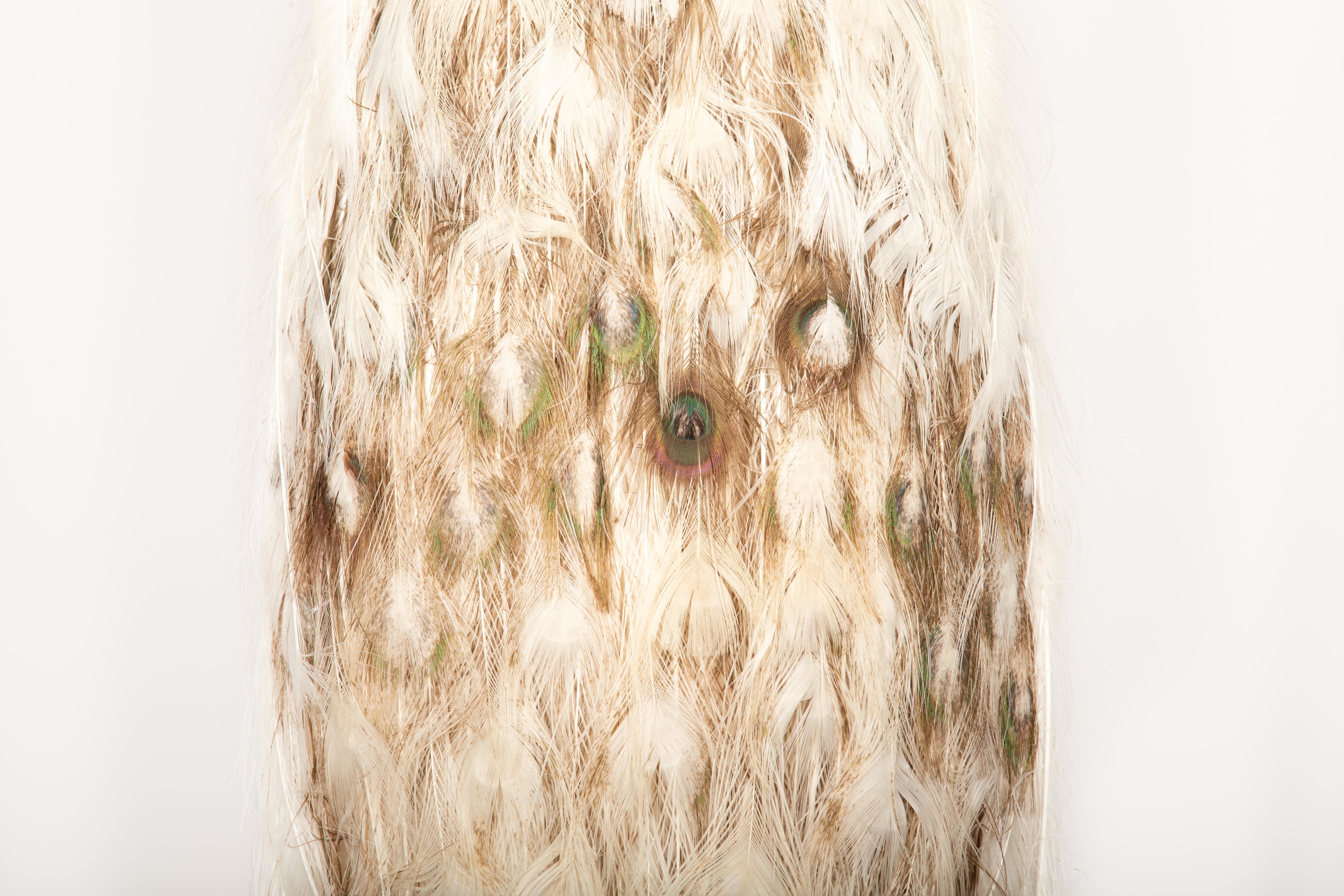 Exquisita Taxidermia de Pavo Real: Una Majestuosa Muestra de Rareza y Elegancia Estadounidense