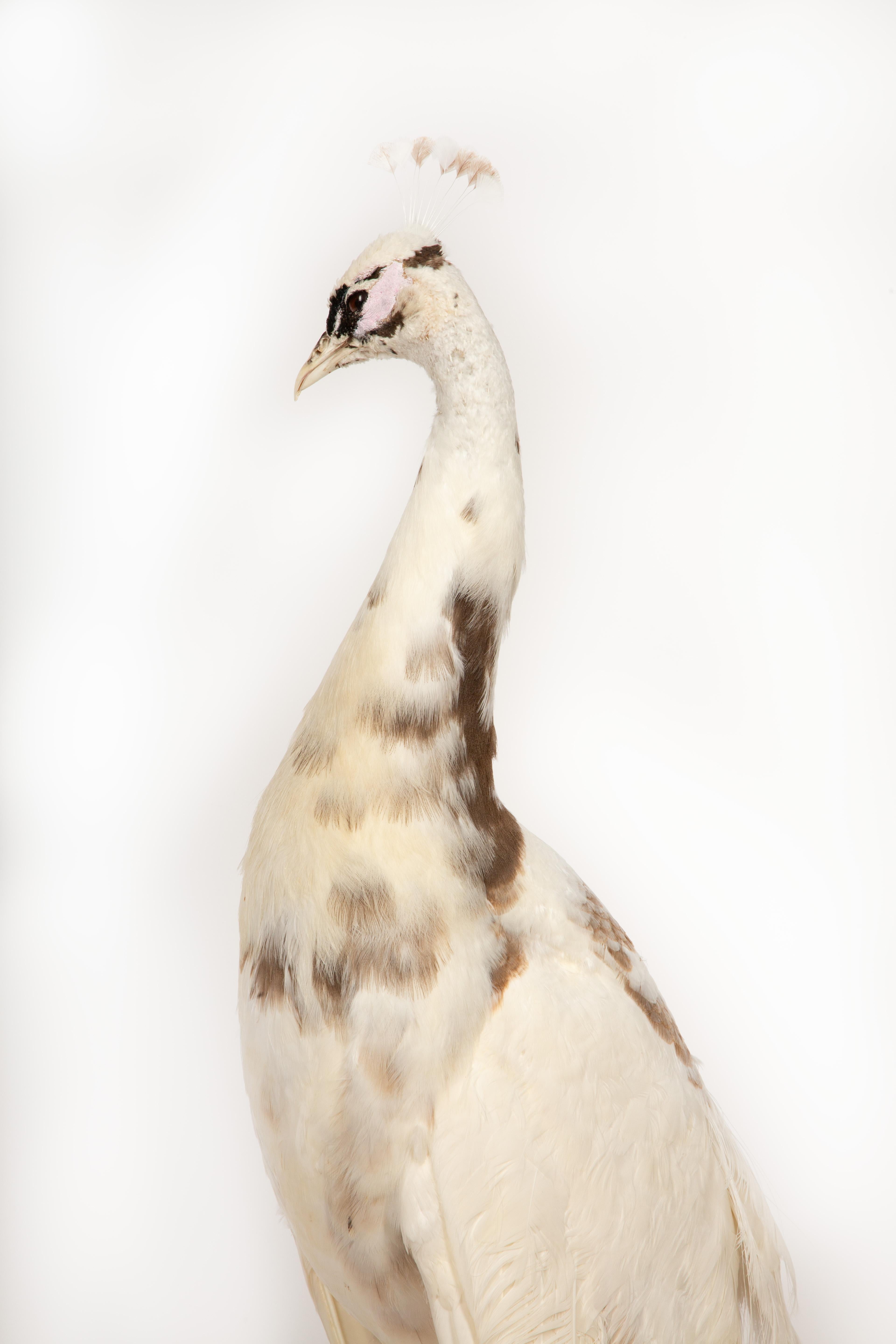 Exquisita Taxidermia de Pavo Real: Una Majestuosa Muestra de Rareza y Elegancia en Nuevo Estado en New York, NY