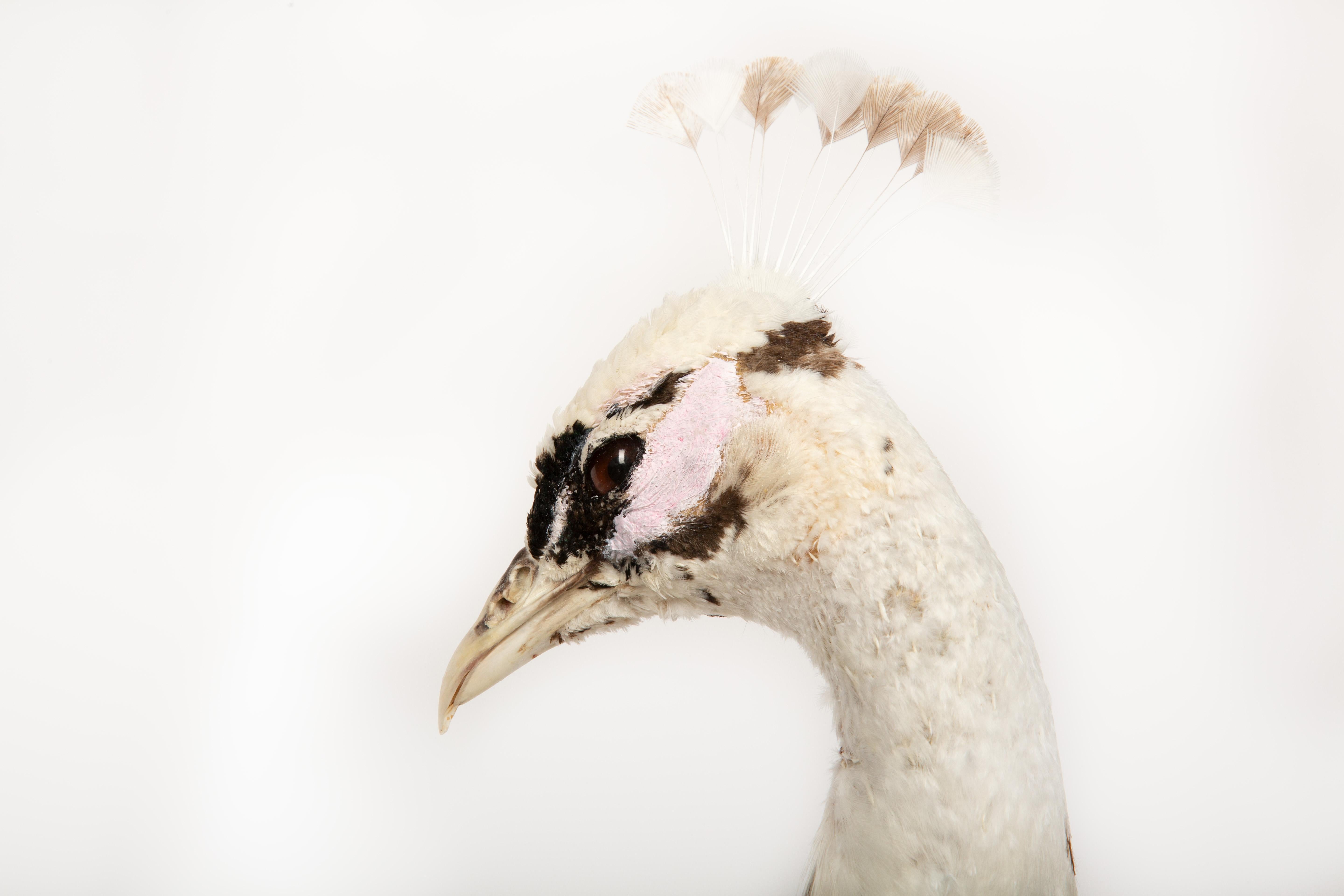Exquisita Taxidermia de Pavo Real: Una Majestuosa Muestra de Rareza y Elegancia Siglo XXI y contemporáneo