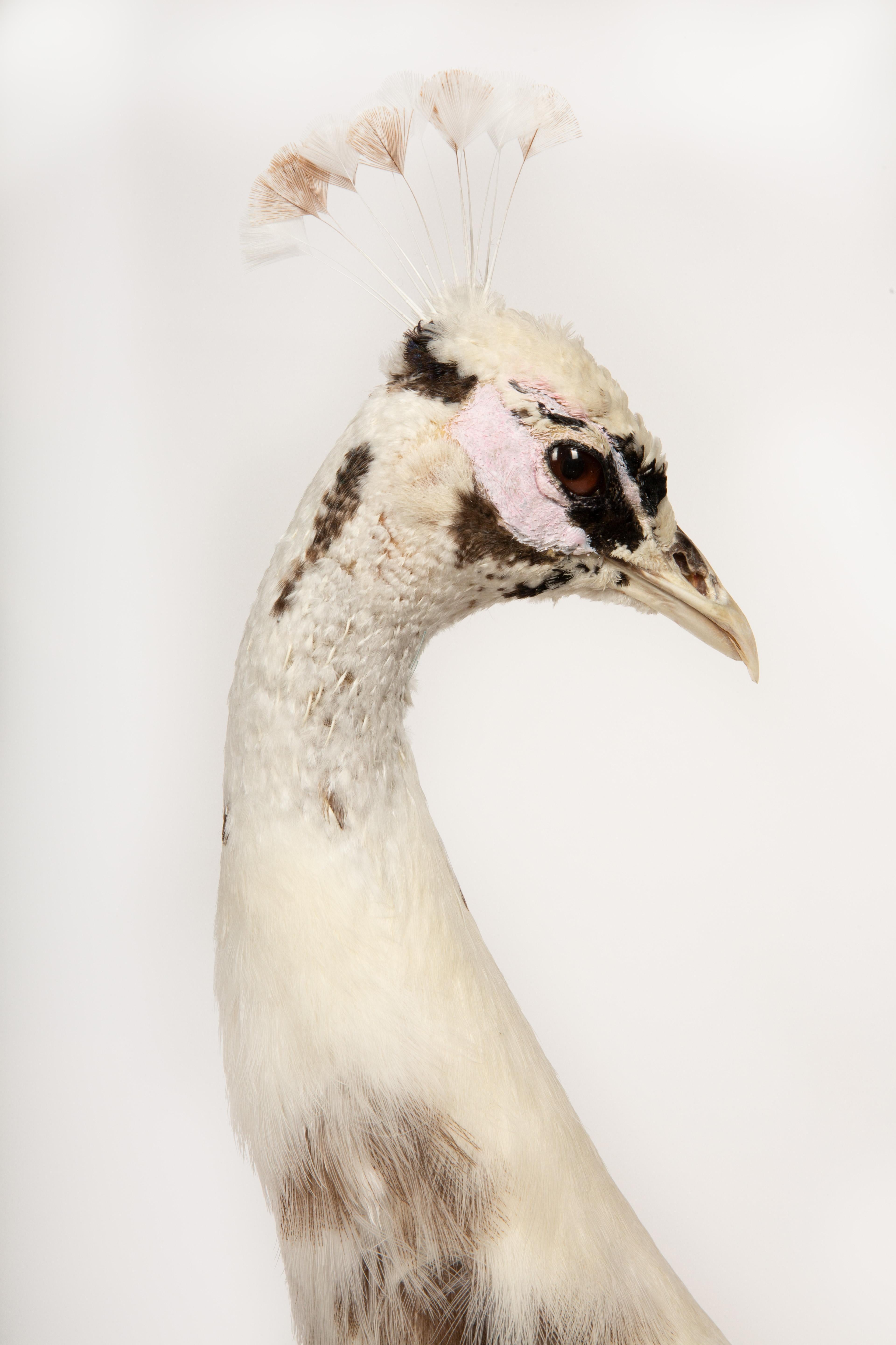 Exquisita Taxidermia de Pavo Real: Una Majestuosa Muestra de Rareza y Elegancia Cuero