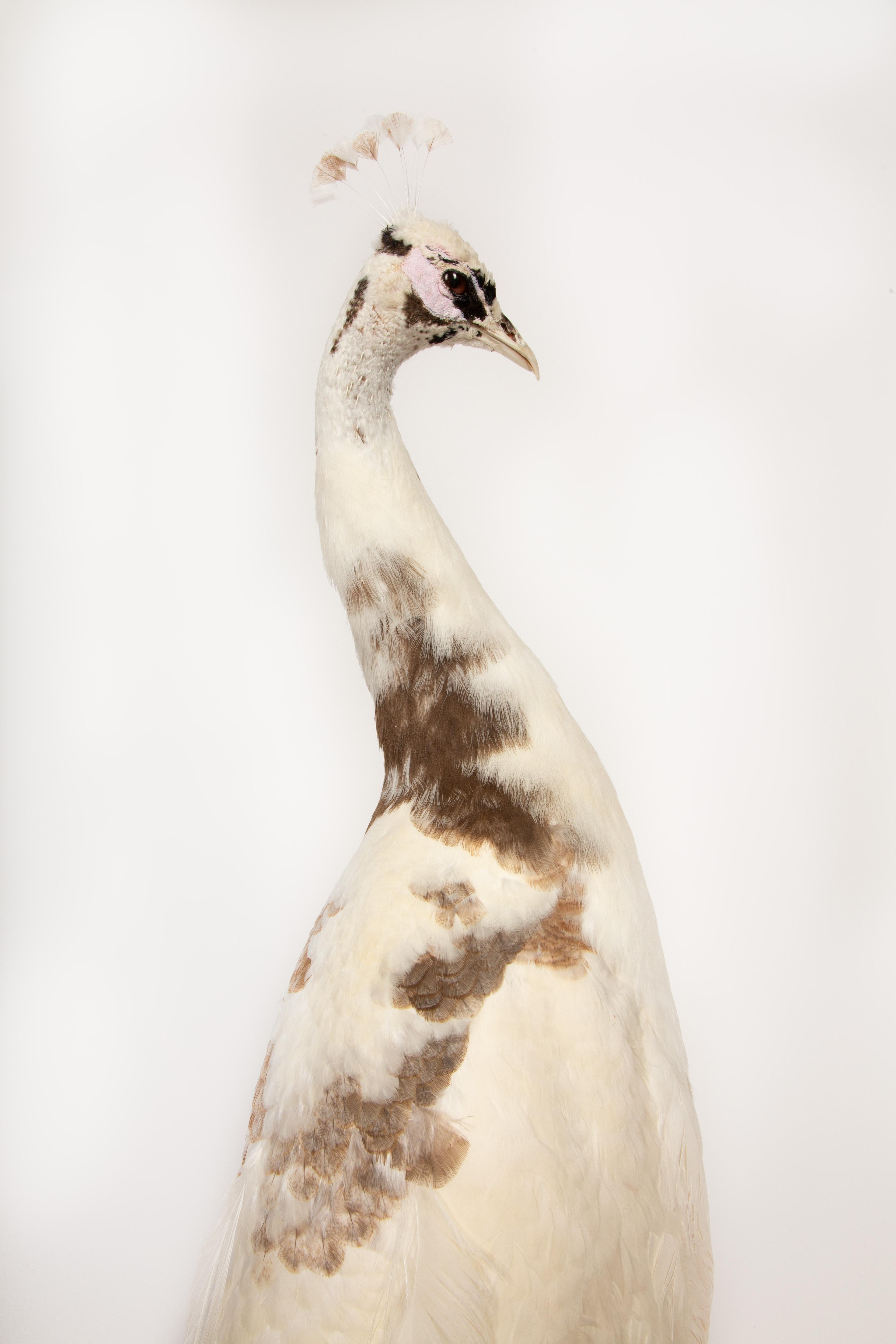 Exquisita Taxidermia de Pavo Real: Una Majestuosa Muestra de Rareza y Elegancia 1