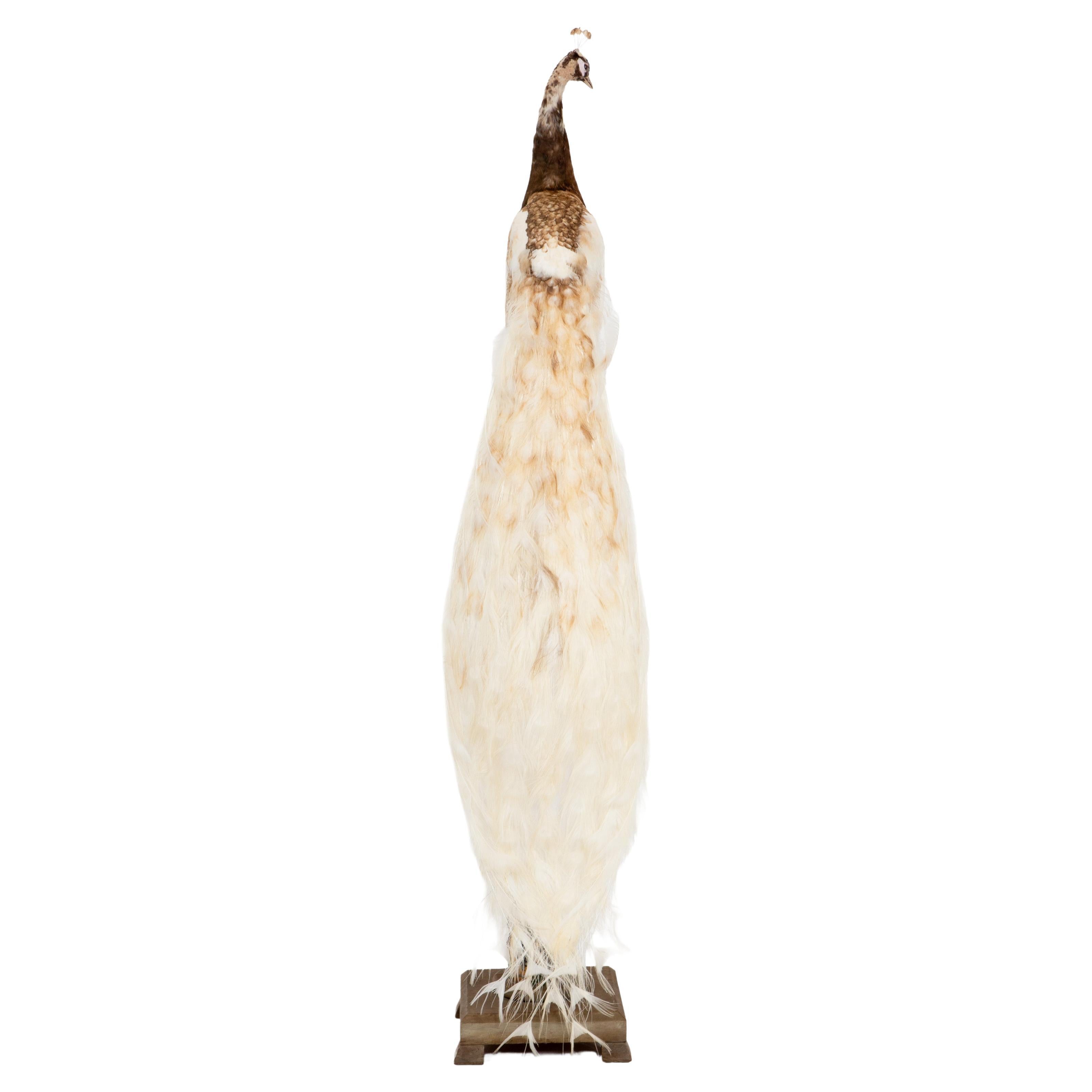 Exquisite Pied Peacock Taxidermy: A Majestic Display of Rarity and Elegance For Sale