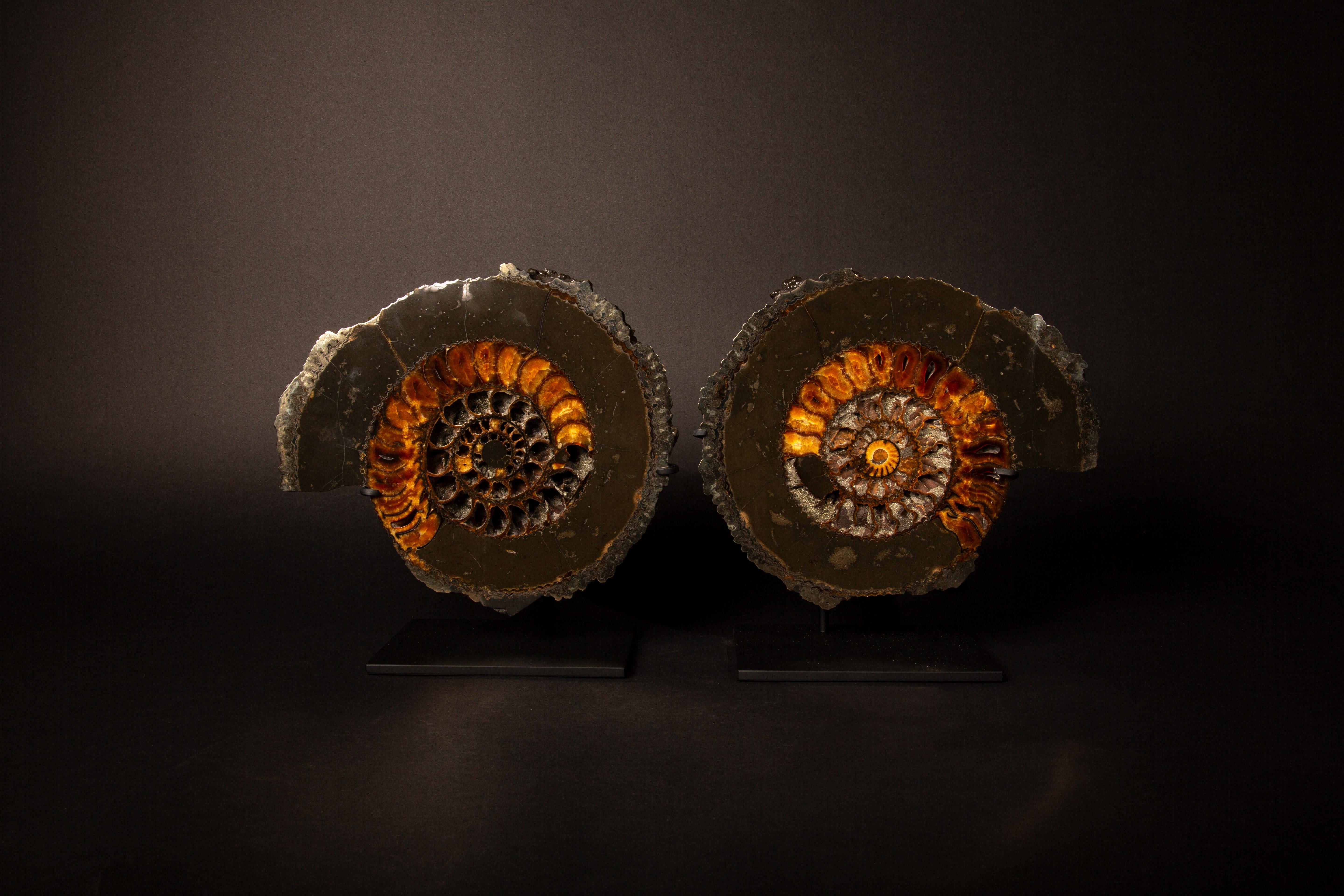 Los ammonites son un grupo extinto de cefalópodos marinos, parecidos a los nautilos modernos. Estas fascinantes criaturas tenían un cuerpo blando con tentáculos que salían de un caparazón hueco con cámaras, que utilizaban de forma similar a los
