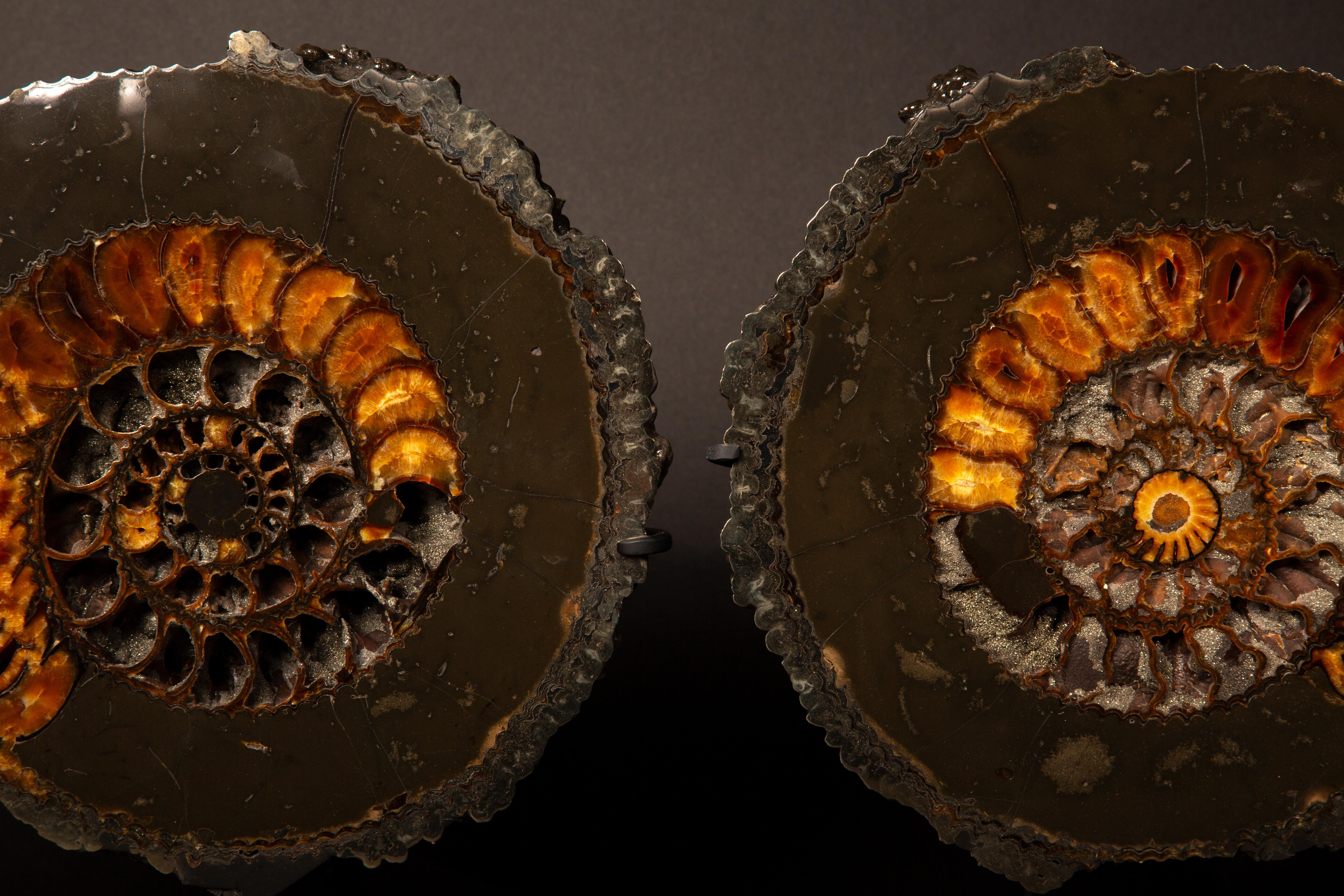 Exquisita pareja de amonitas piritizadas (Speetoniceras sp.) - Expositor montado a medida Europeo en venta