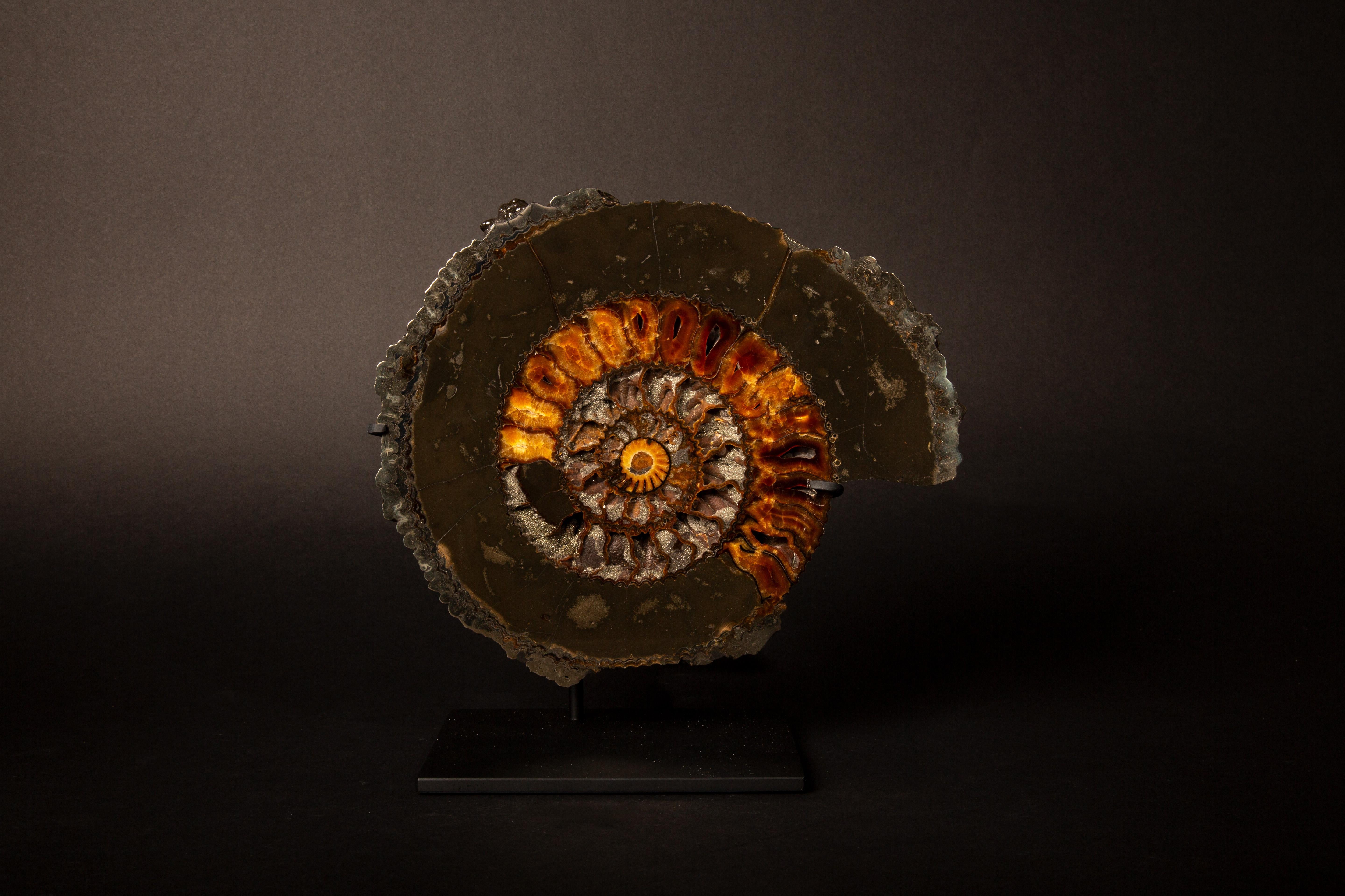 Exquisite Pyritized Ammonite Pair (Speetoniceras sp.) - Custom Mounted Display In New Condition For Sale In New York, NY