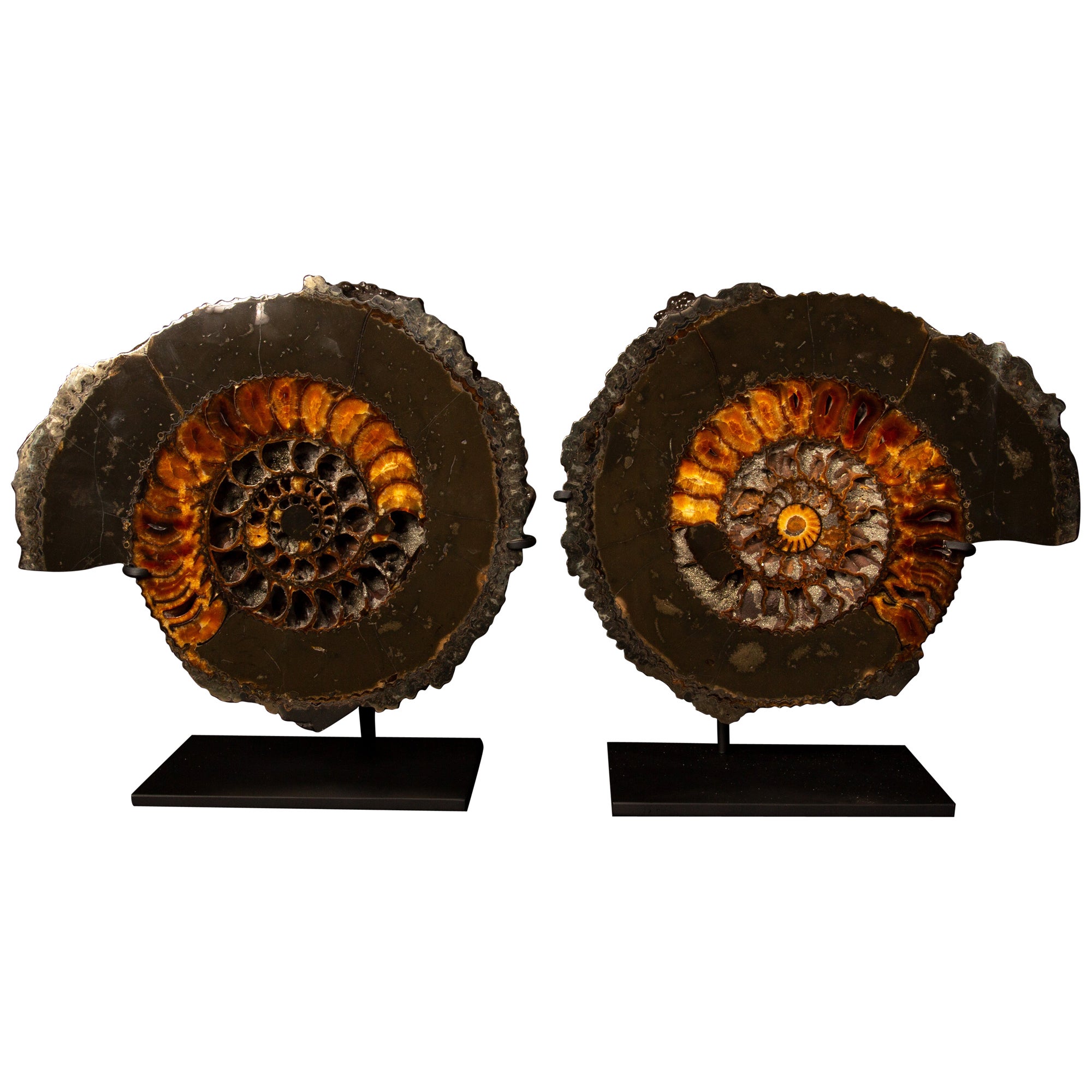 Exquisites Pyritisiertes Ammonit-Paar (Speetoniceras sp.) - maßgefertigte montiertes Display im Angebot