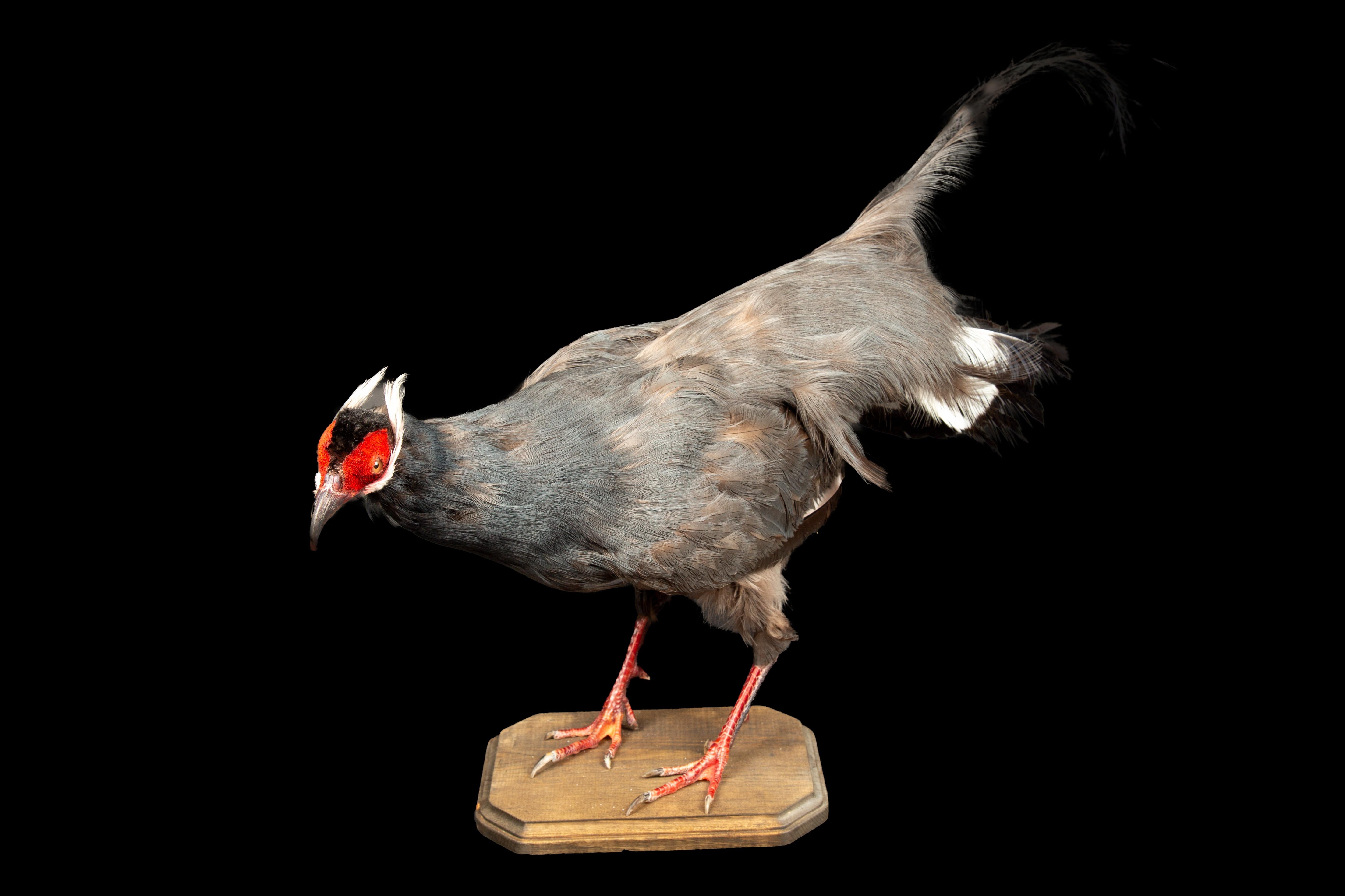 This taxidermy specimen of the Blue Eared Pheasant presents a striking representation of this impressive avian species. This sizeable terrestrial bird boasts a stately gray plumage, complemented by an ornate, frilly tail that adds to its regal