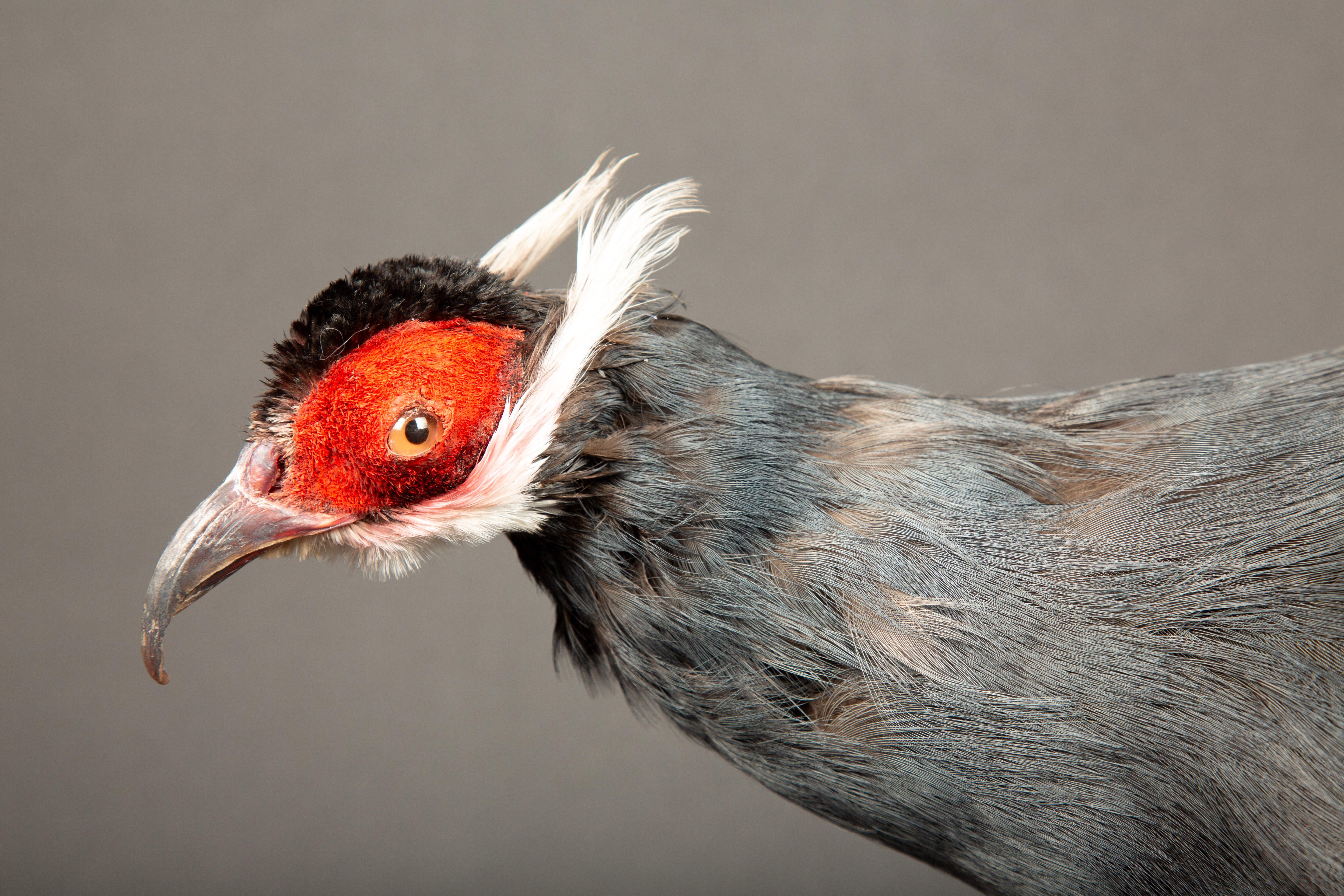 Victorian Exquisite Taxidermy Blue Eared-Pheasant For Sale