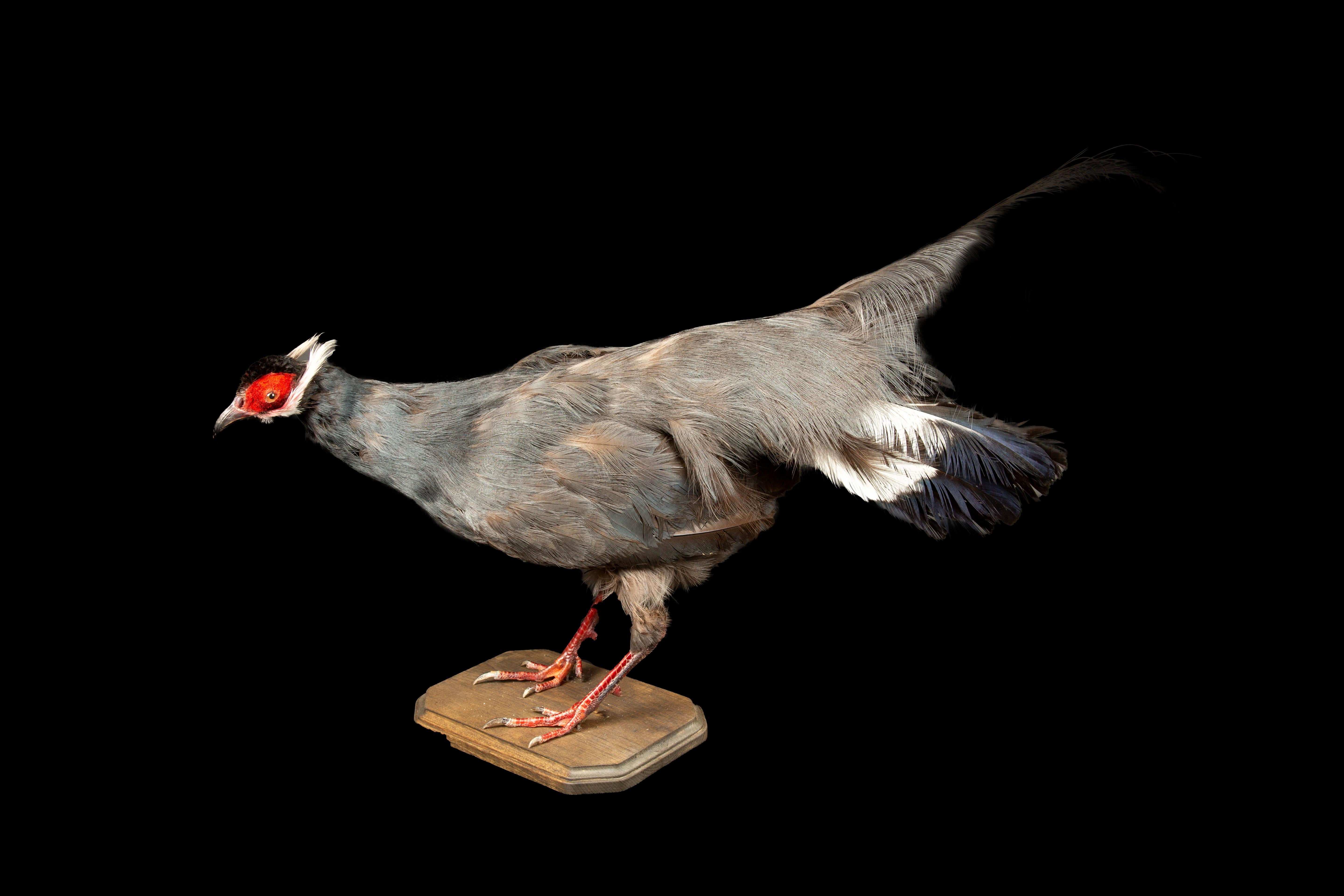 American Exquisite Taxidermy Blue Eared-Pheasant For Sale