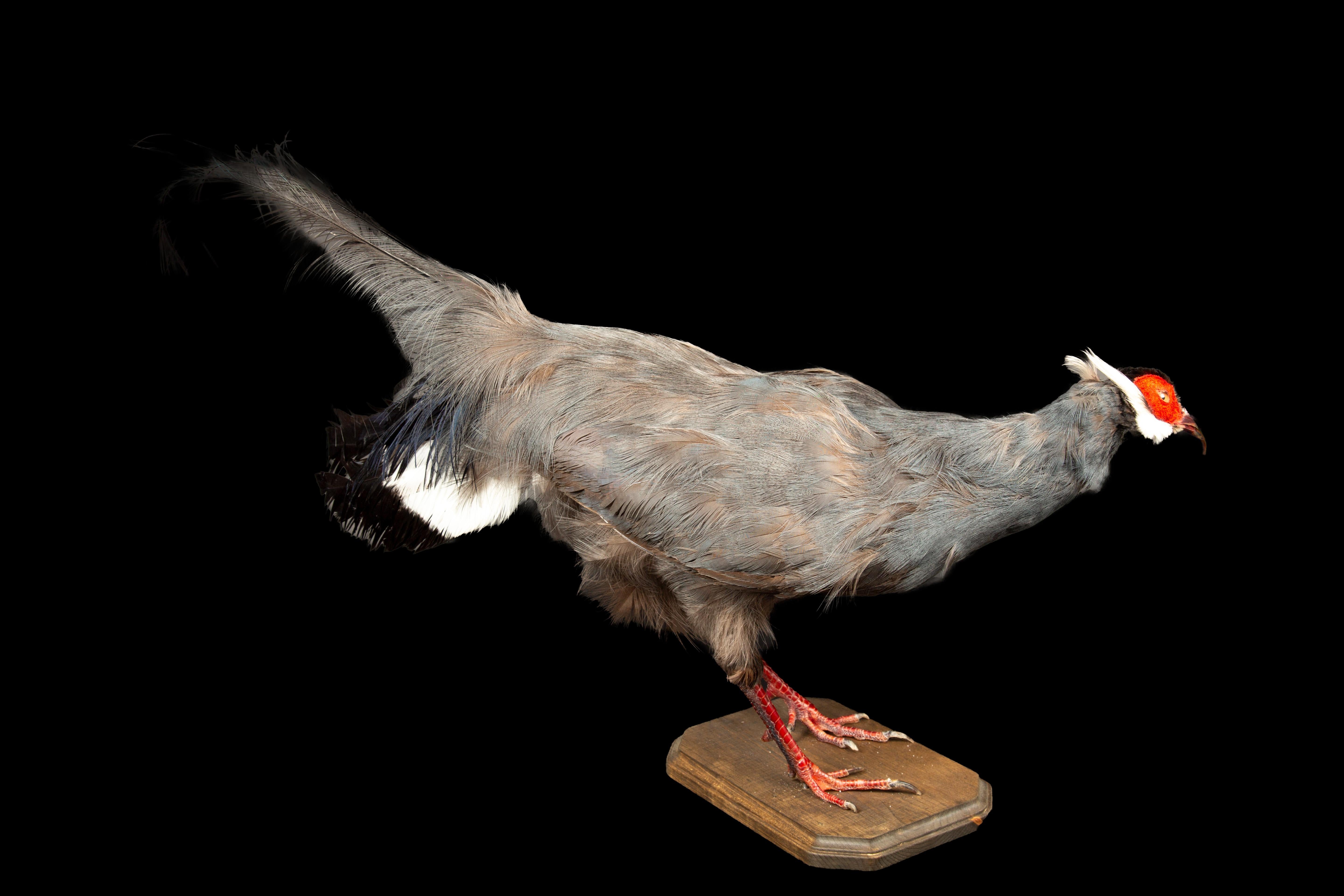 Exquisite Taxidermy Blue Eared-Pheasant In New Condition For Sale In New York, NY