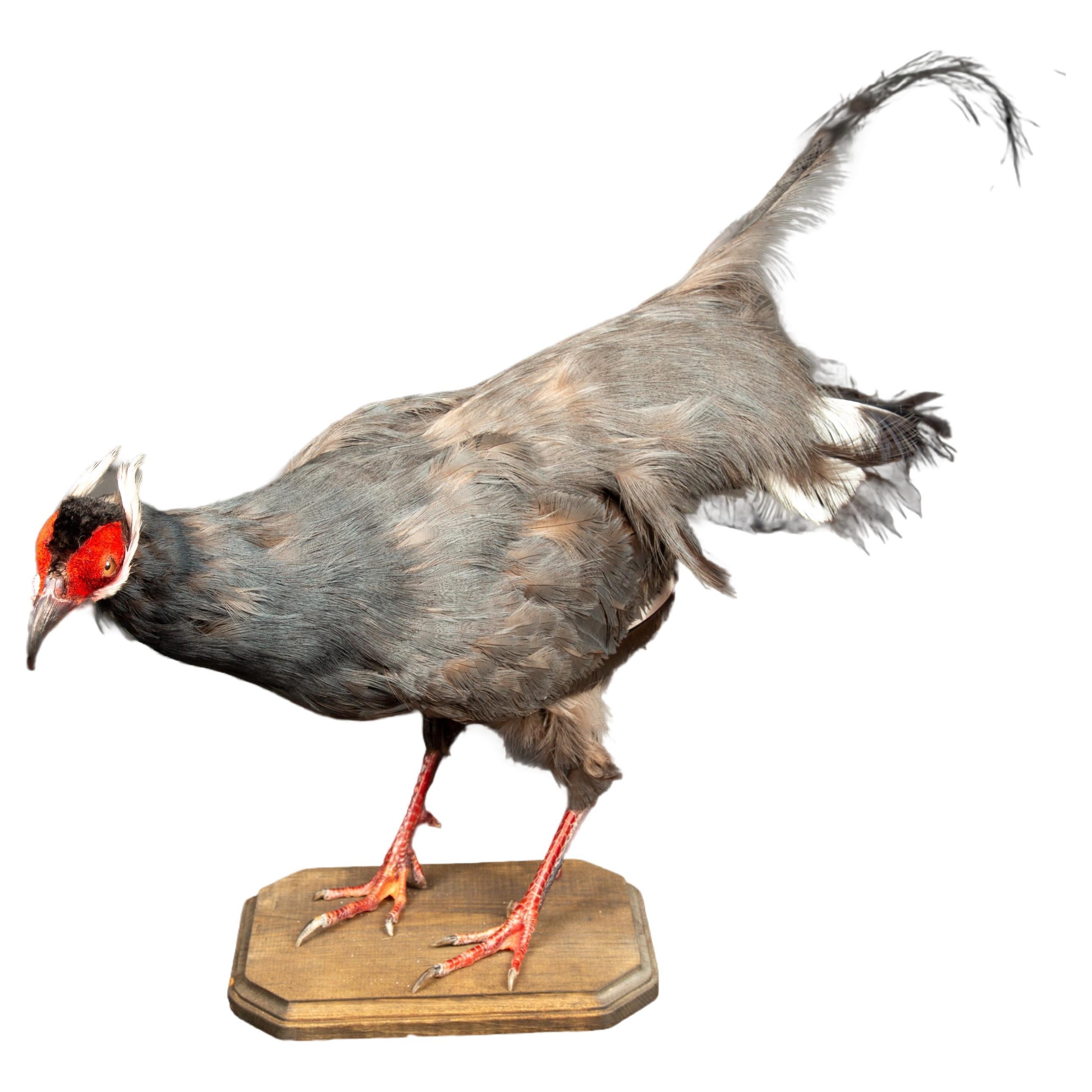 Exquisite Taxidermy Blue Eared-Pheasant For Sale