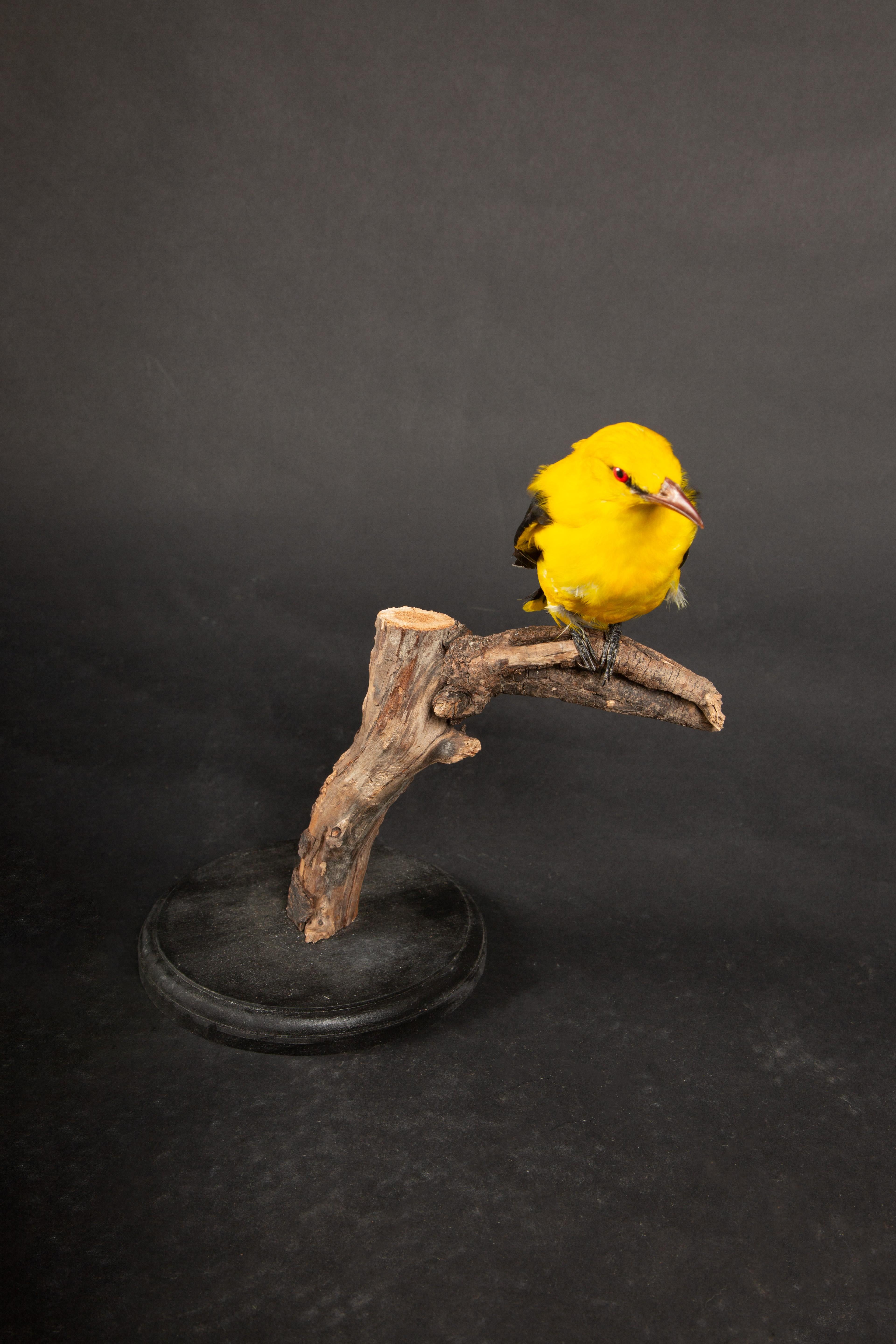 Der Gelbe Oriole, der fachmännisch auf einem naturgetreuen Branch montiert ist, fängt das lebendige Wesen dieser Art ein. Der gelbe Pirol, der auch als Wegerichvogel und kleiner Maisvogel bekannt ist und in Venezuela 