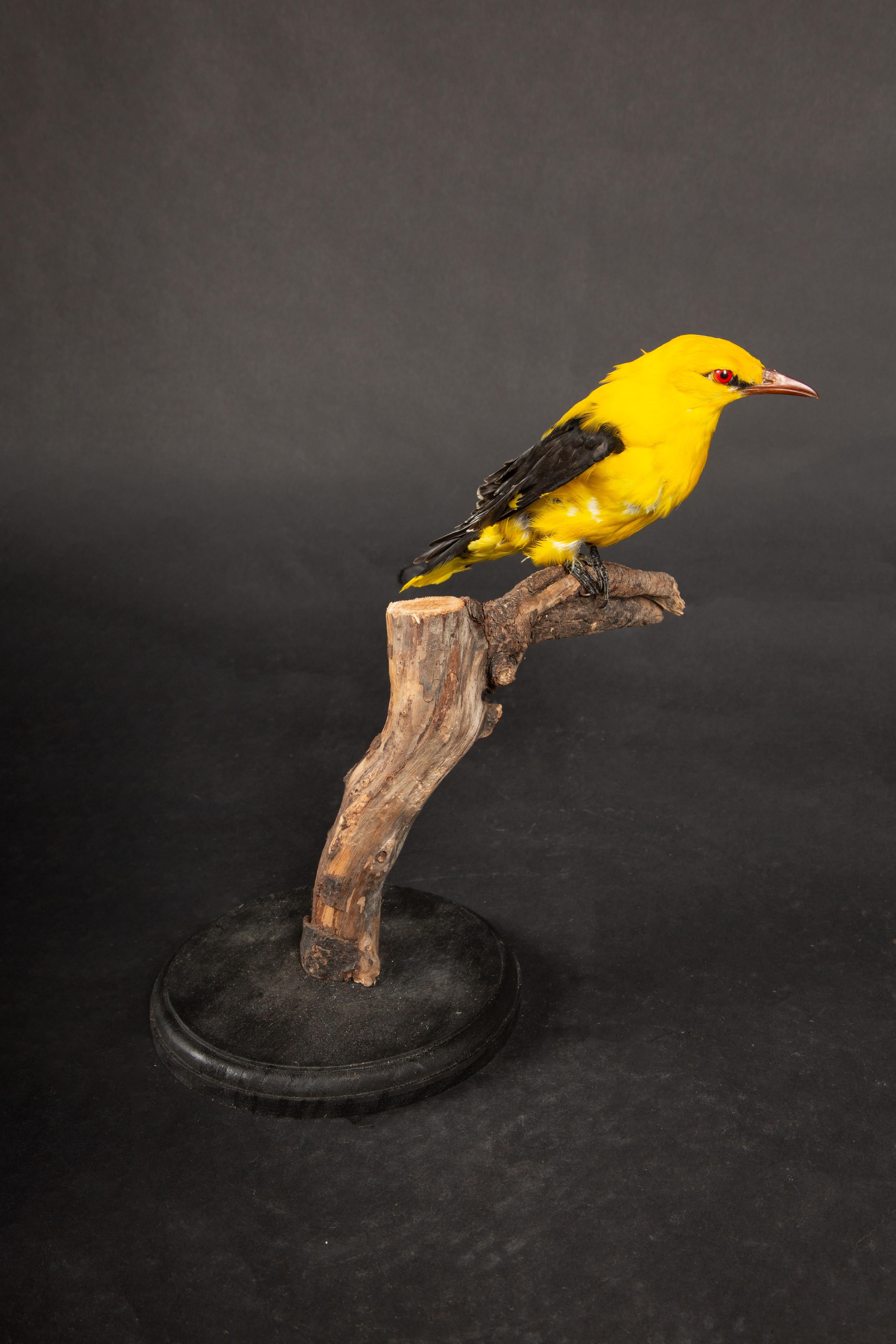 American Exquisite Taxidermy Display: Yellow Oriole Perched on Naturalistic Branch