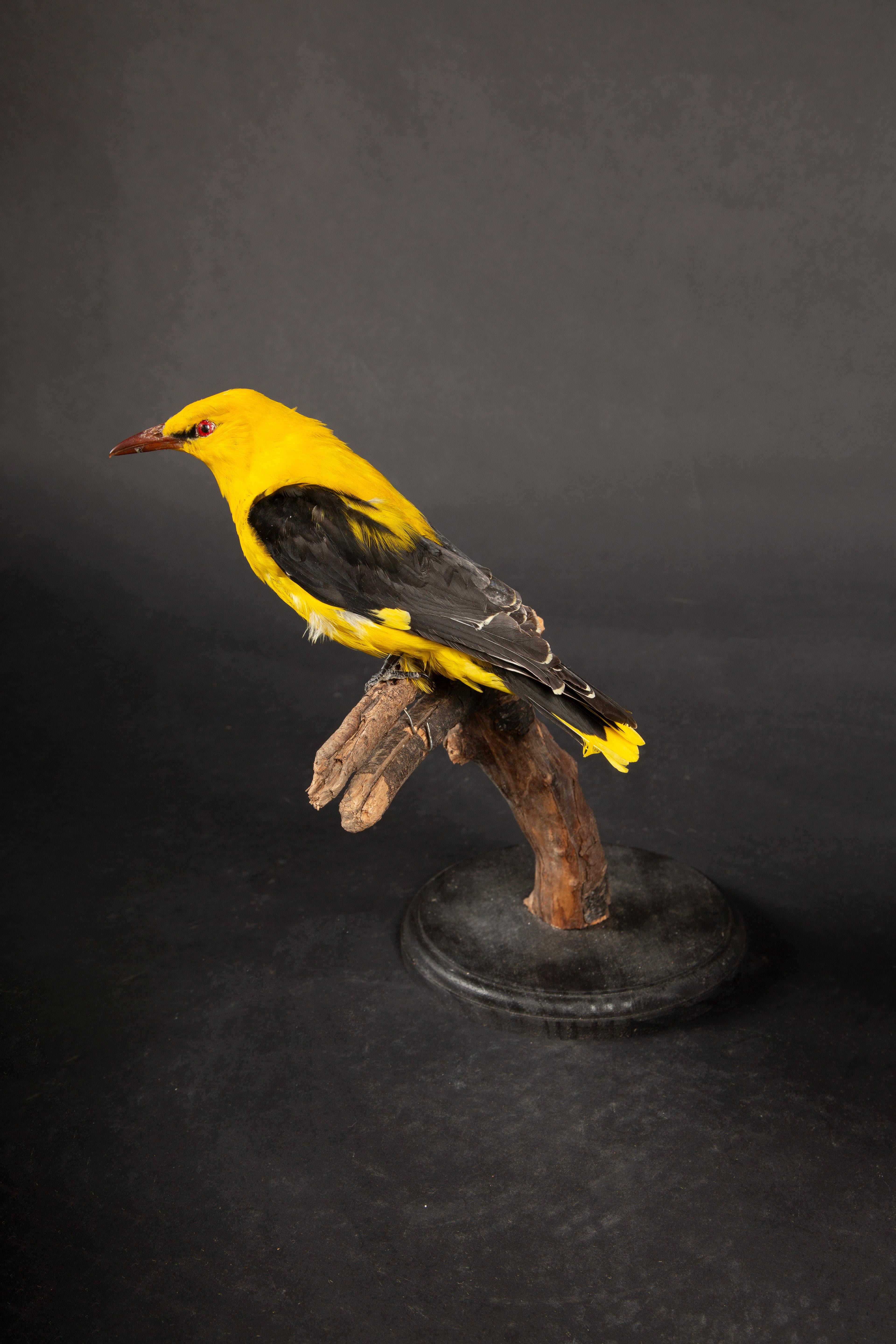 Exquisite Taxidermy Display: Yellow Oriole Perched on Naturalistic Branch In New Condition In New York, NY