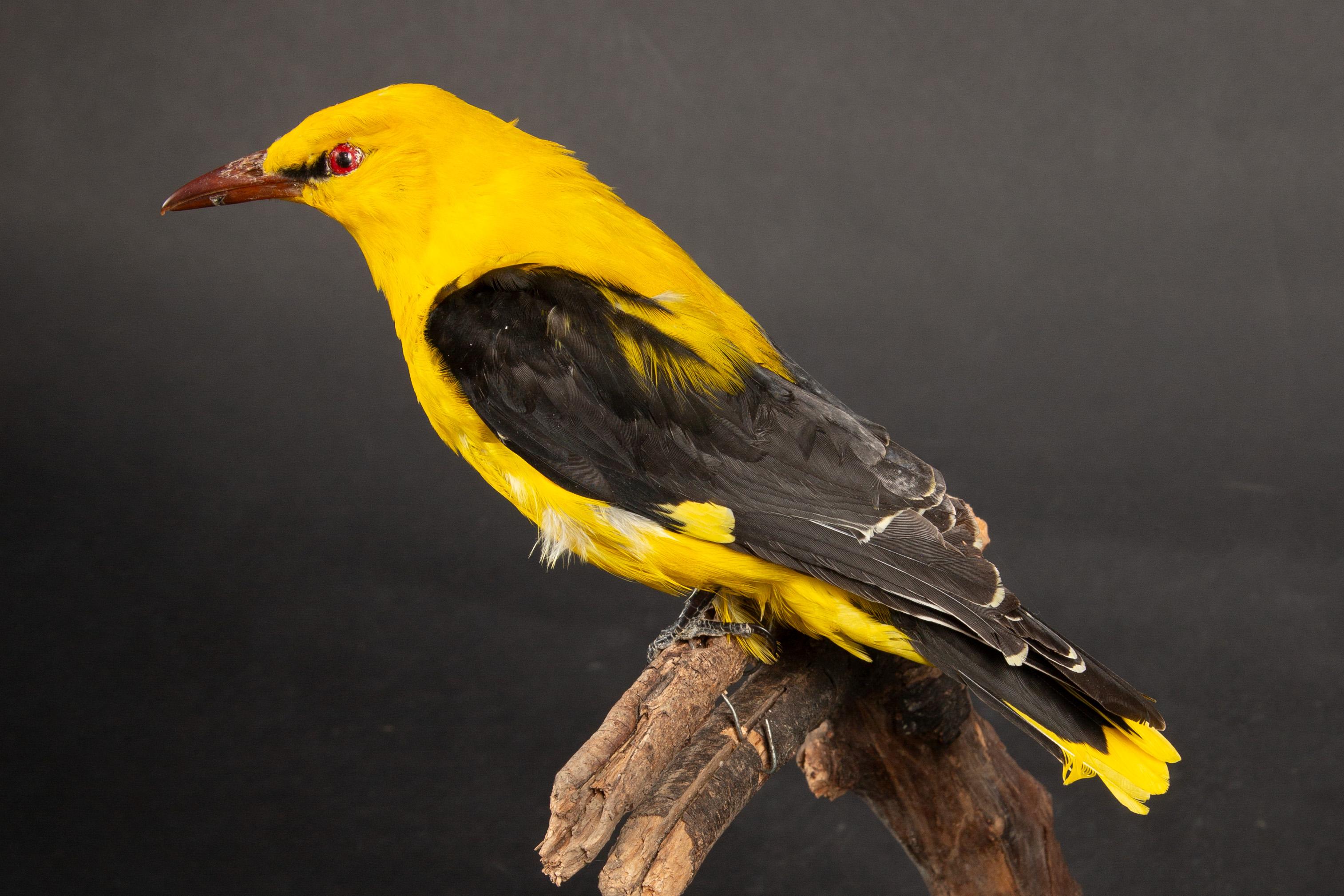 Contemporary Exquisite Taxidermy Display: Yellow Oriole Perched on Naturalistic Branch For Sale
