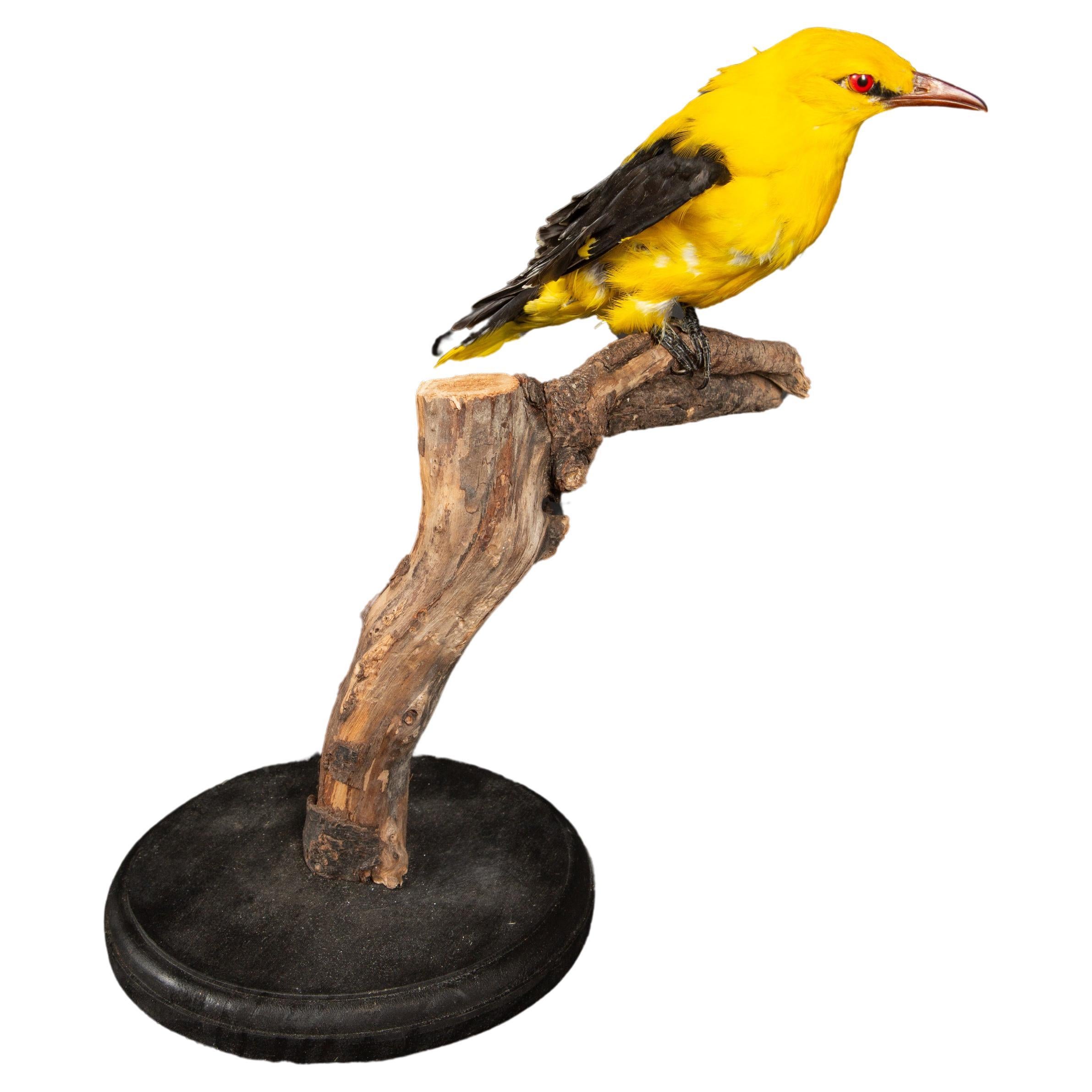 Exquisite Taxidermy Display: Yellow Oriole Perched on Naturalistic Branch For Sale